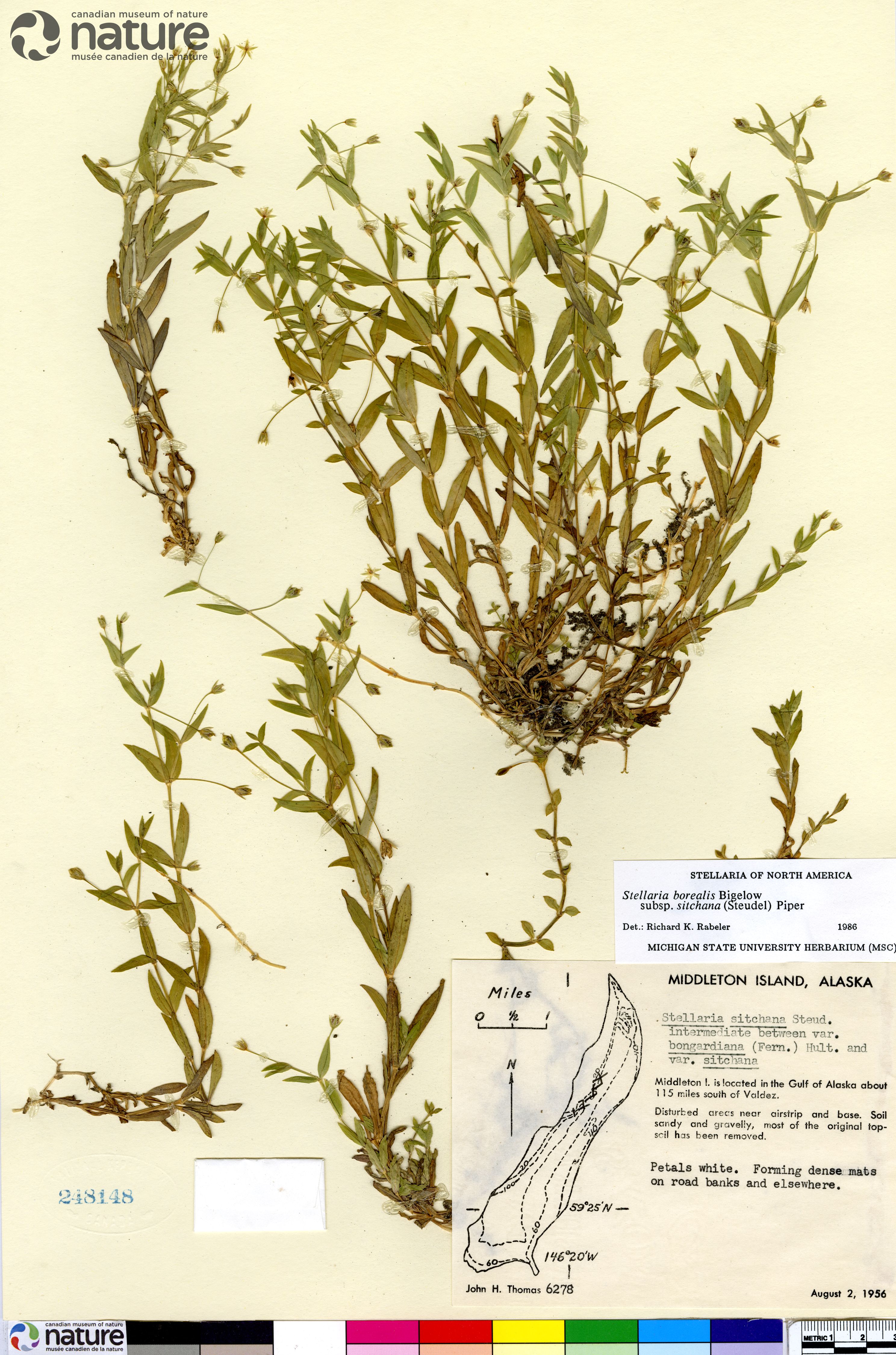 Stellaria sitchana image