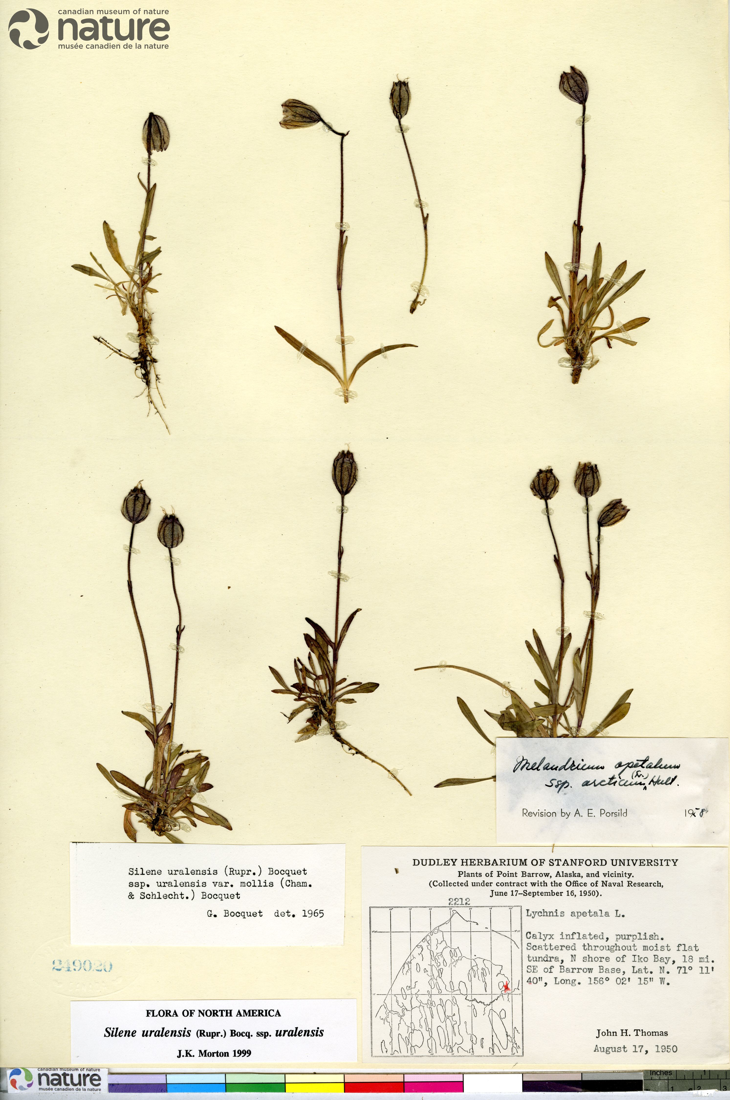 Silene uralensis subsp. uralensis image