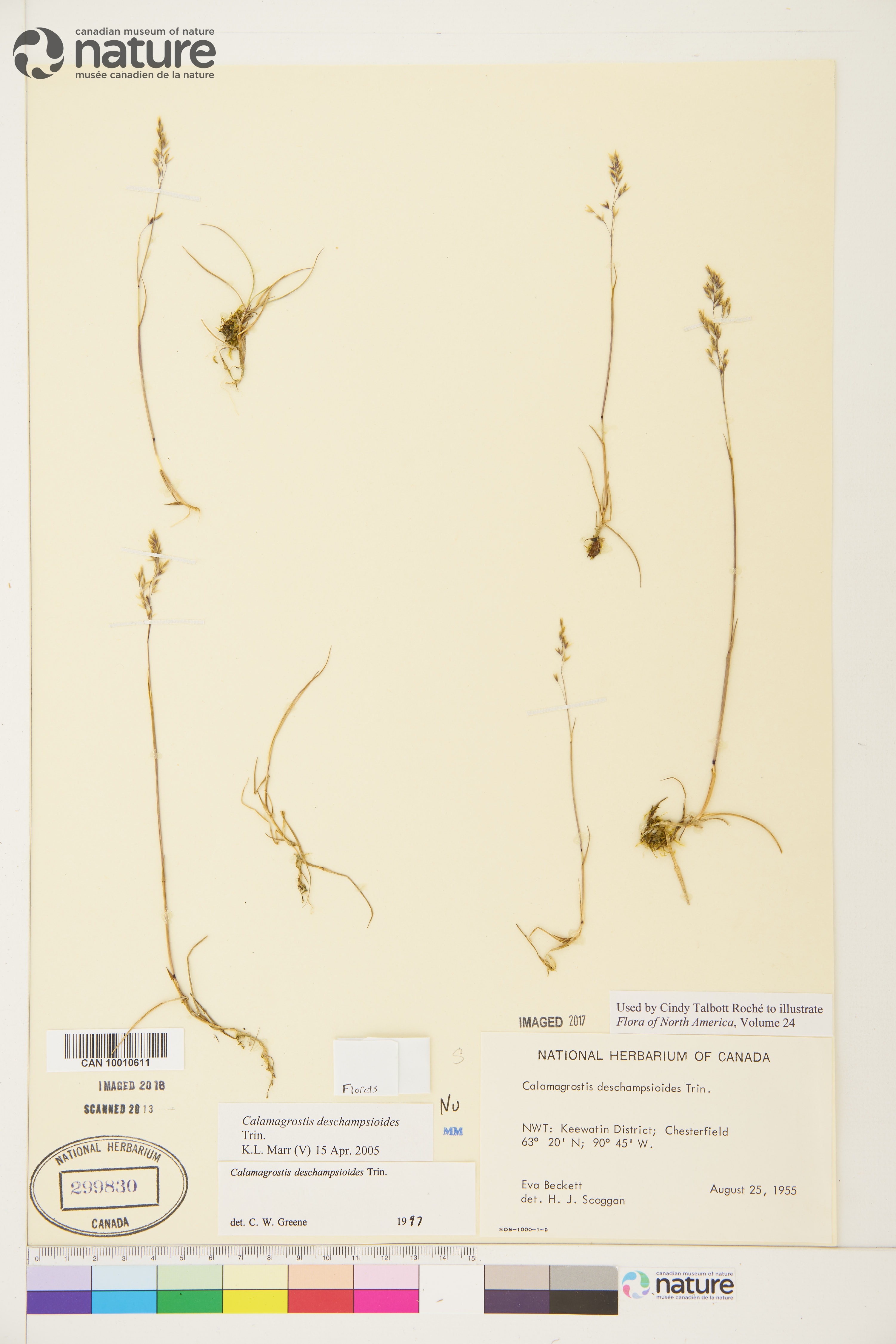 Calamagrostis deschampsioides image