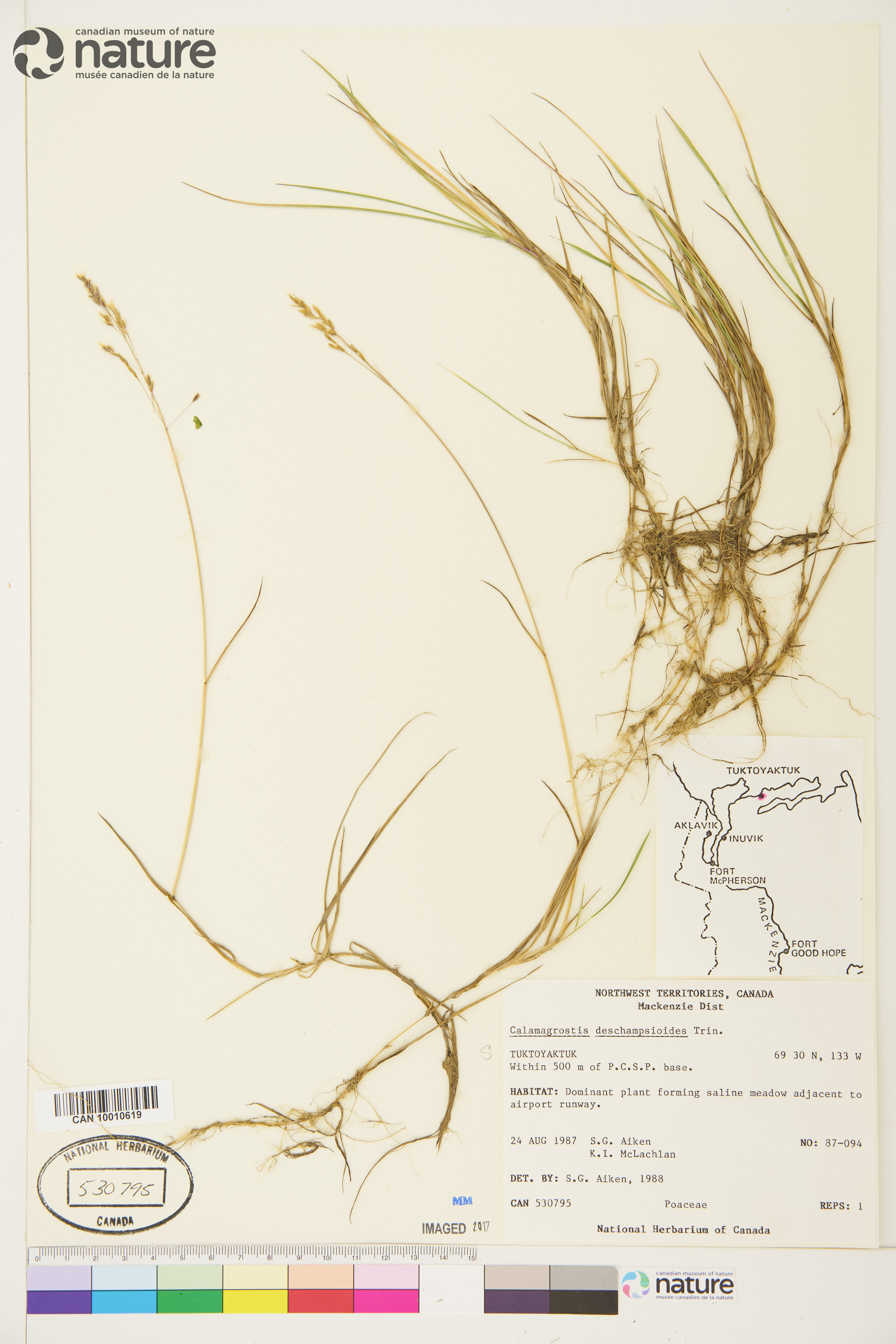 Calamagrostis deschampsioides image