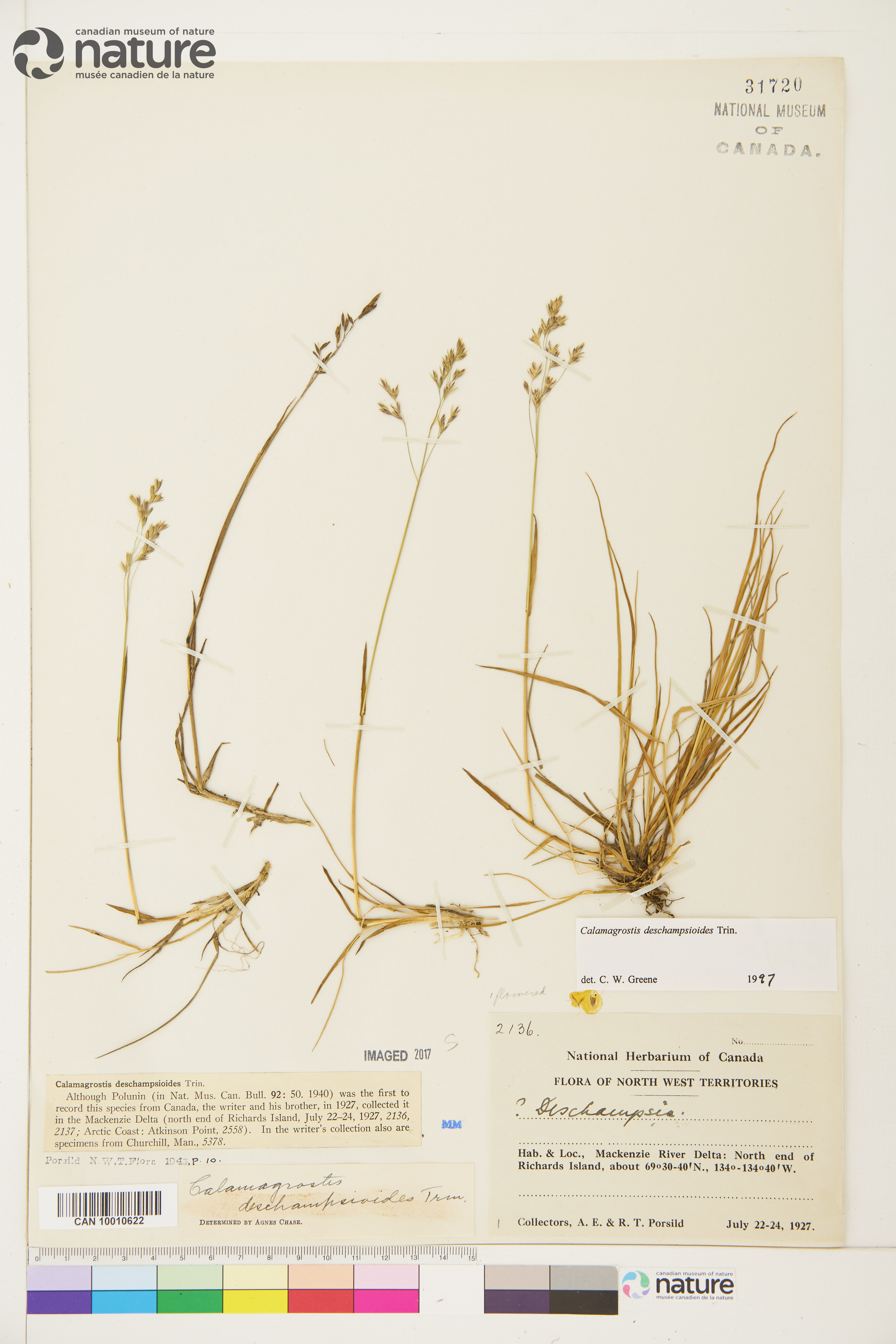 Calamagrostis deschampsioides image