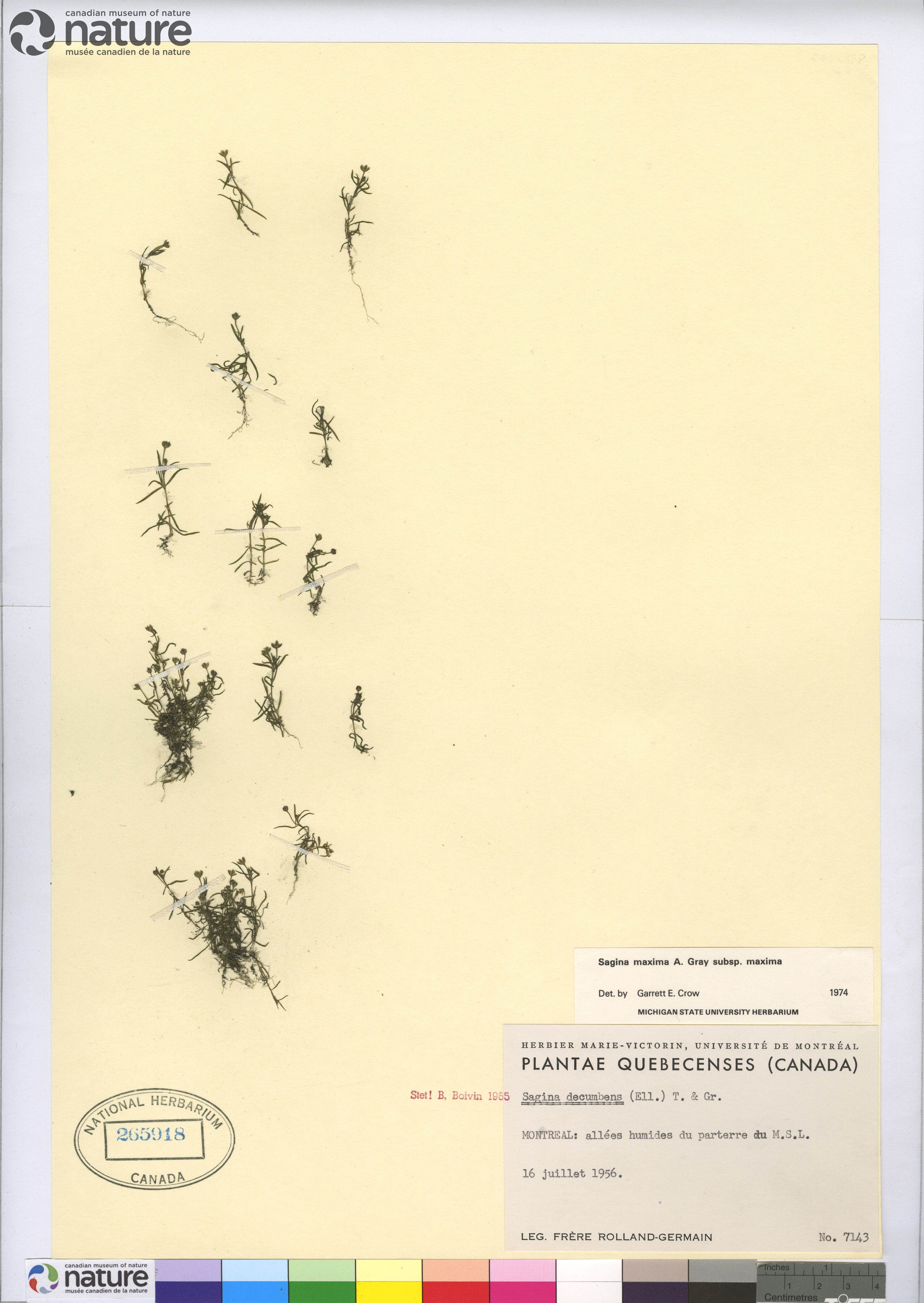 Sagina maxima subsp. maxima image