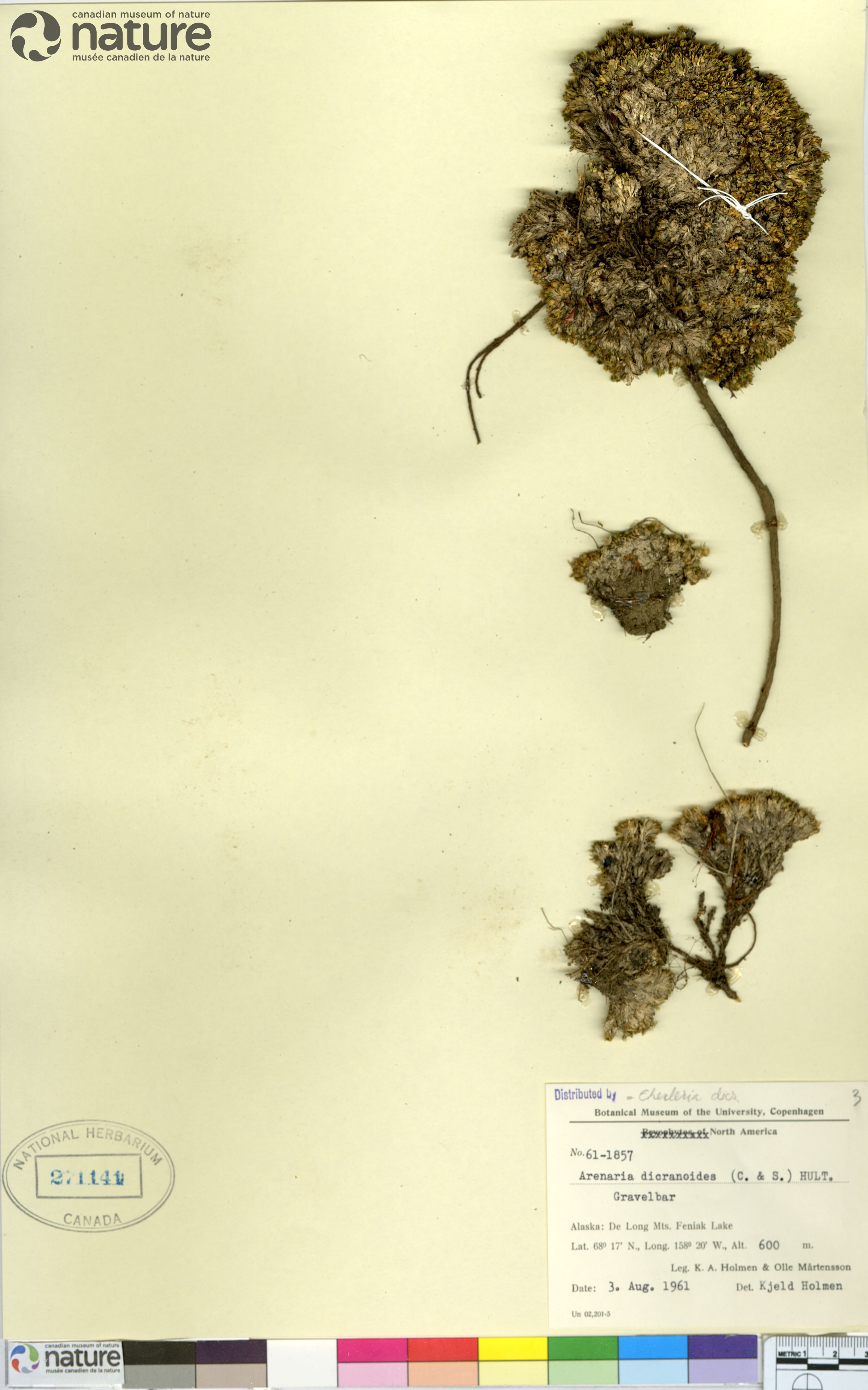 Stellaria dicranoides image