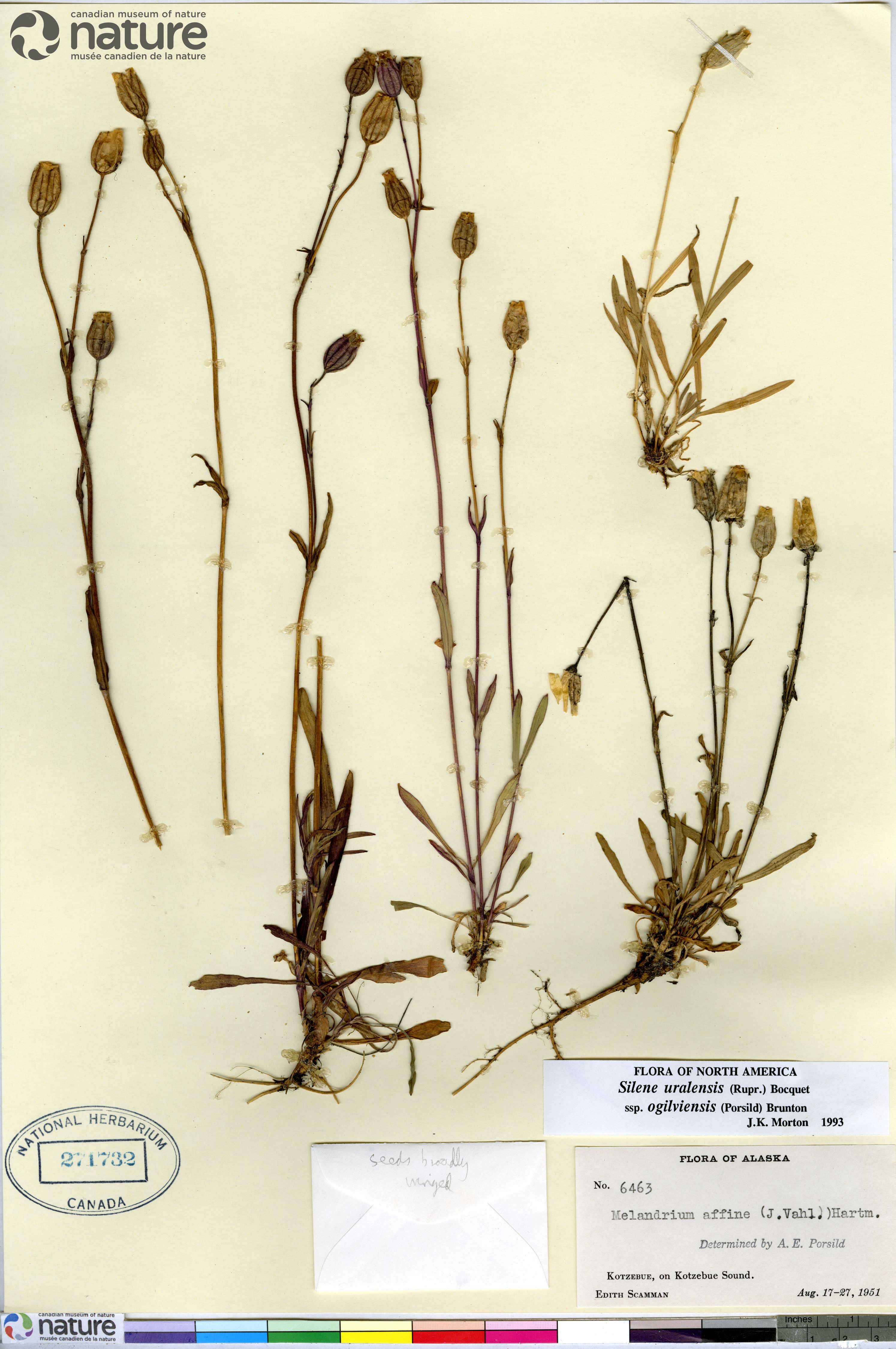Silene uralensis subsp. ogilviensis image
