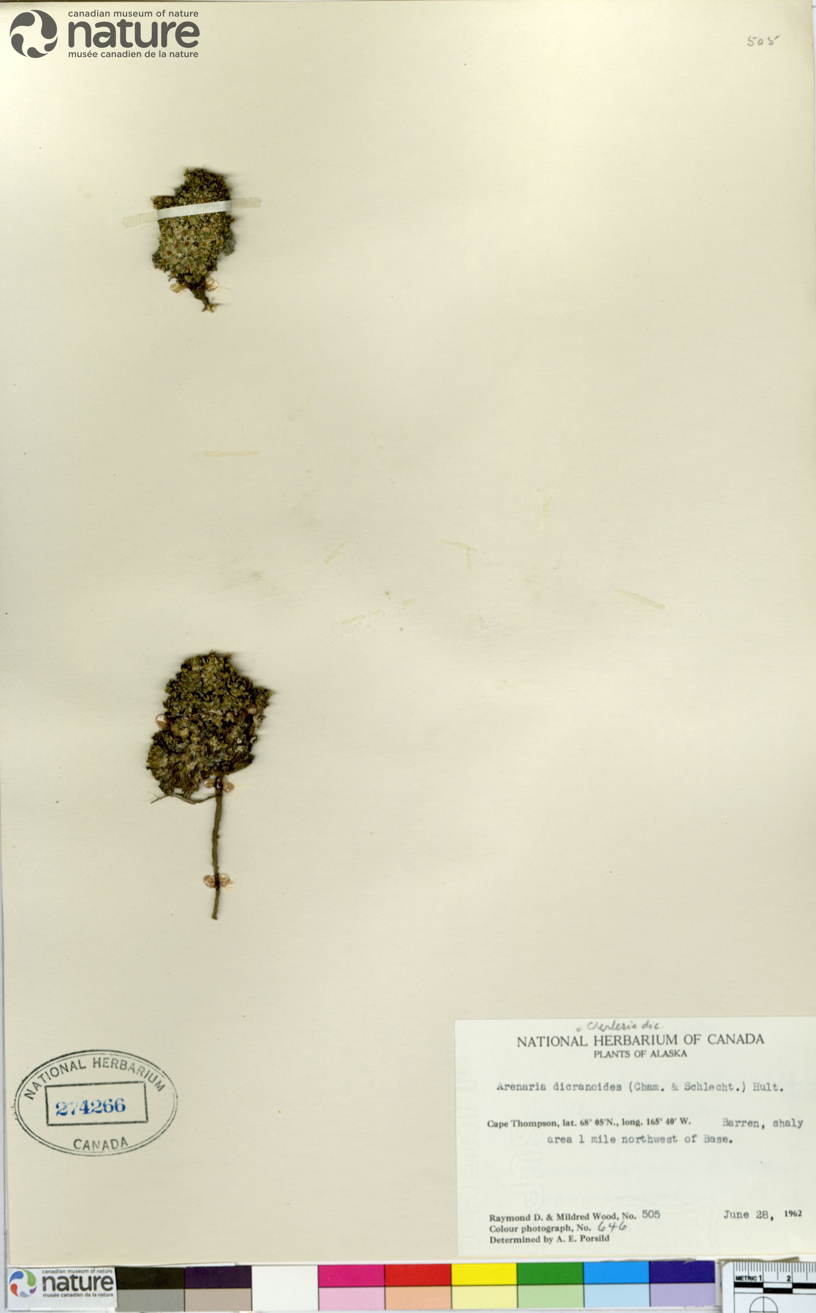 Stellaria dicranoides image