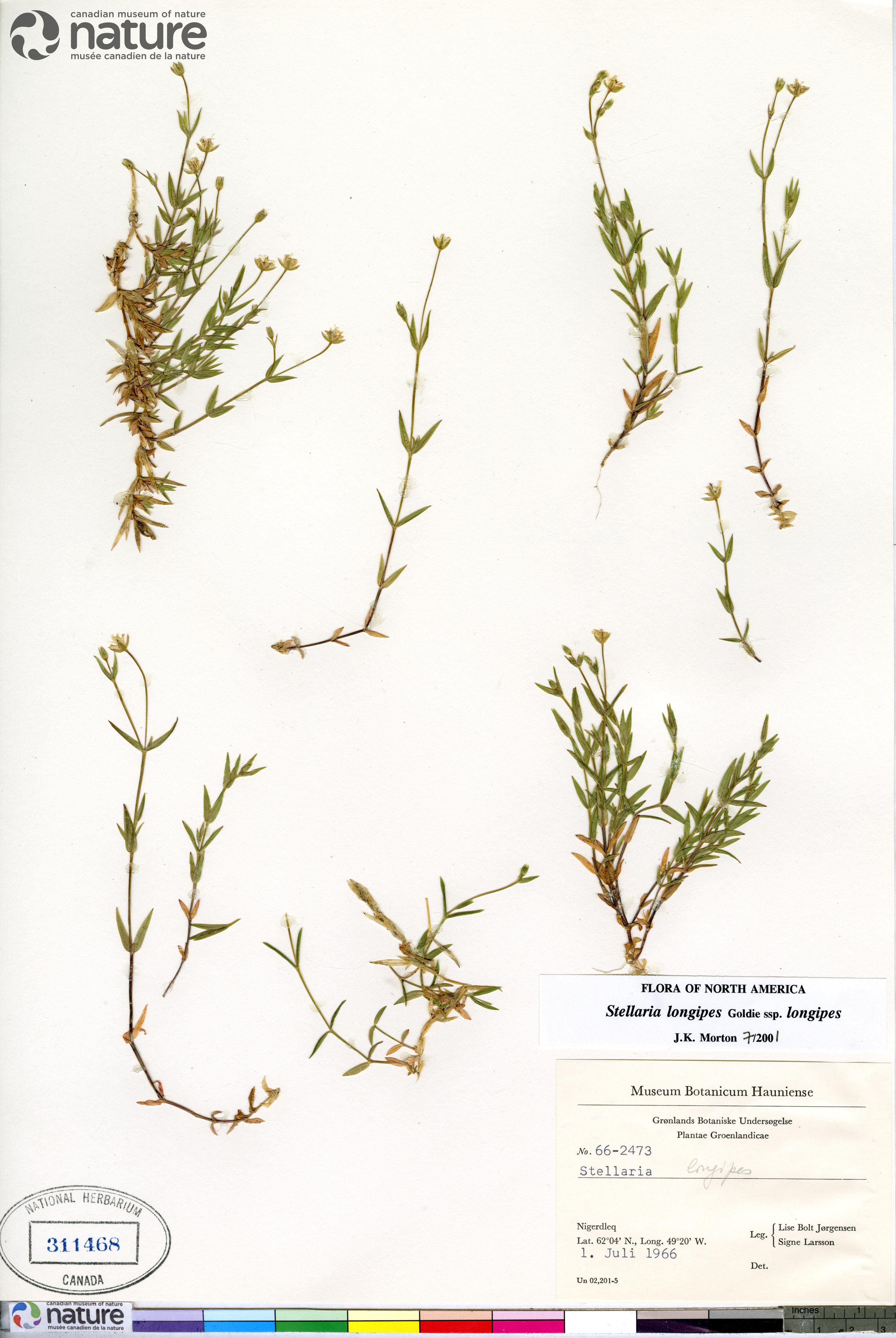 Stellaria longipes subsp. longipes image