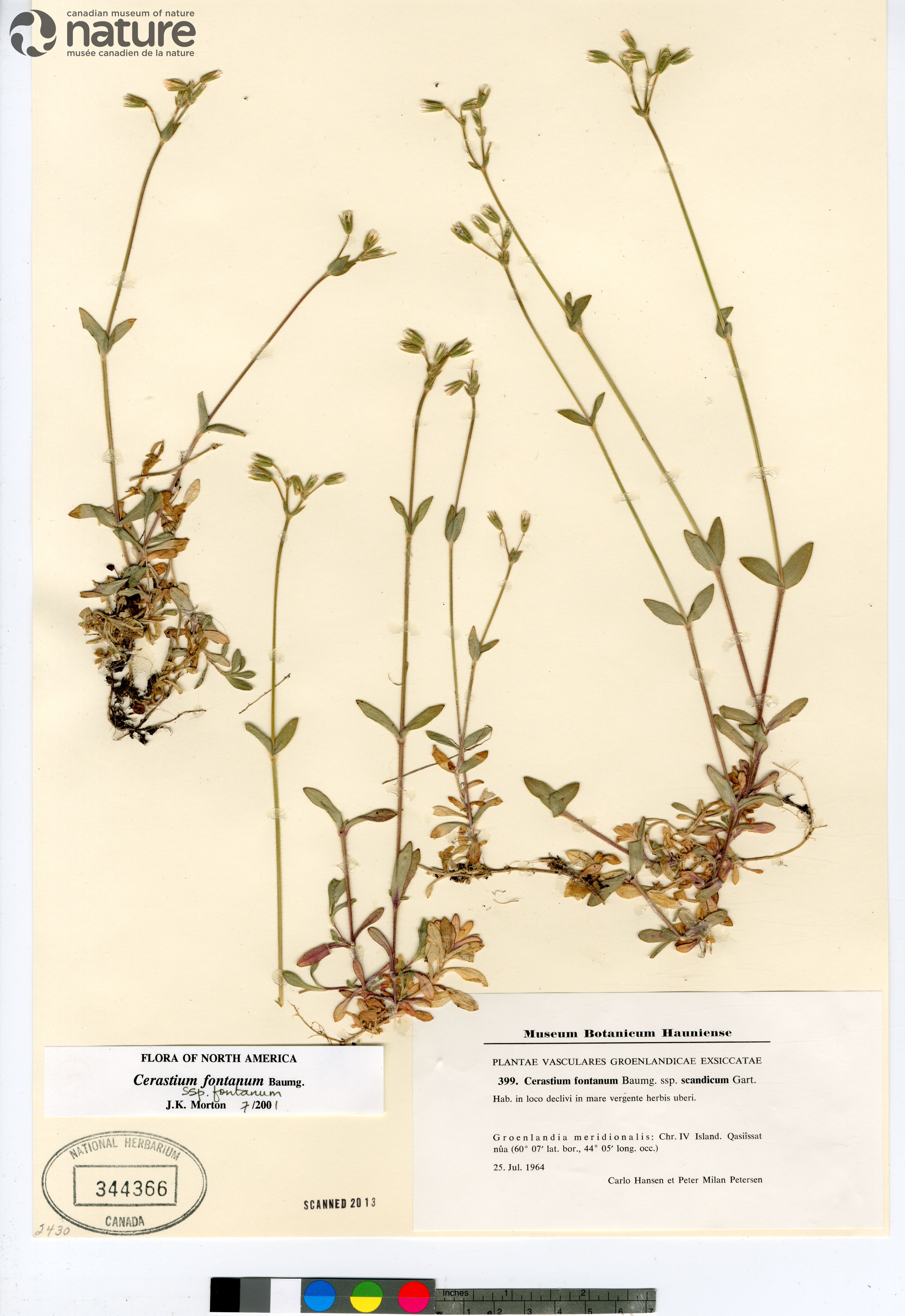Cerastium fontanum subsp. fontanum image
