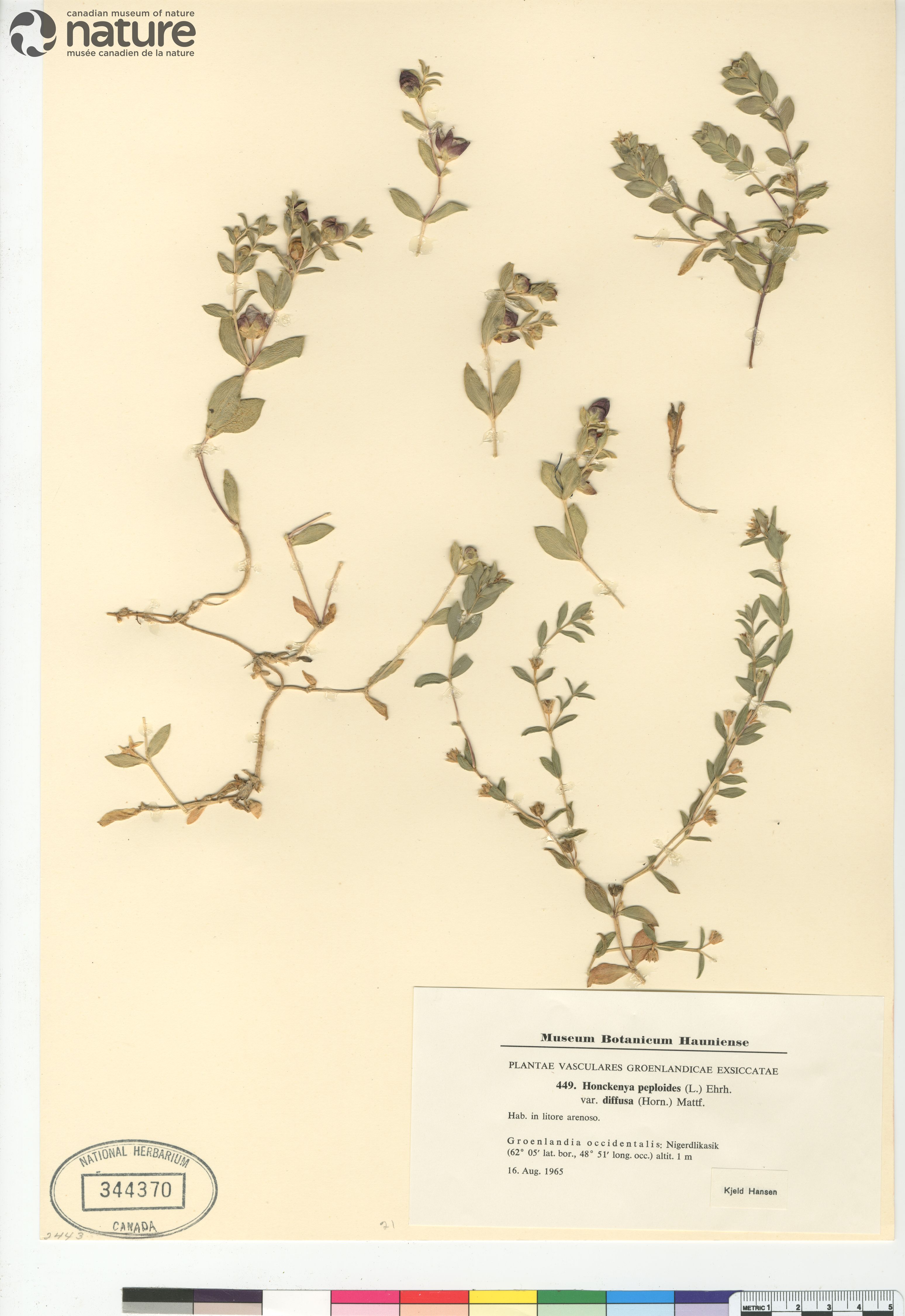 Honckenya peploides subsp. diffusa image