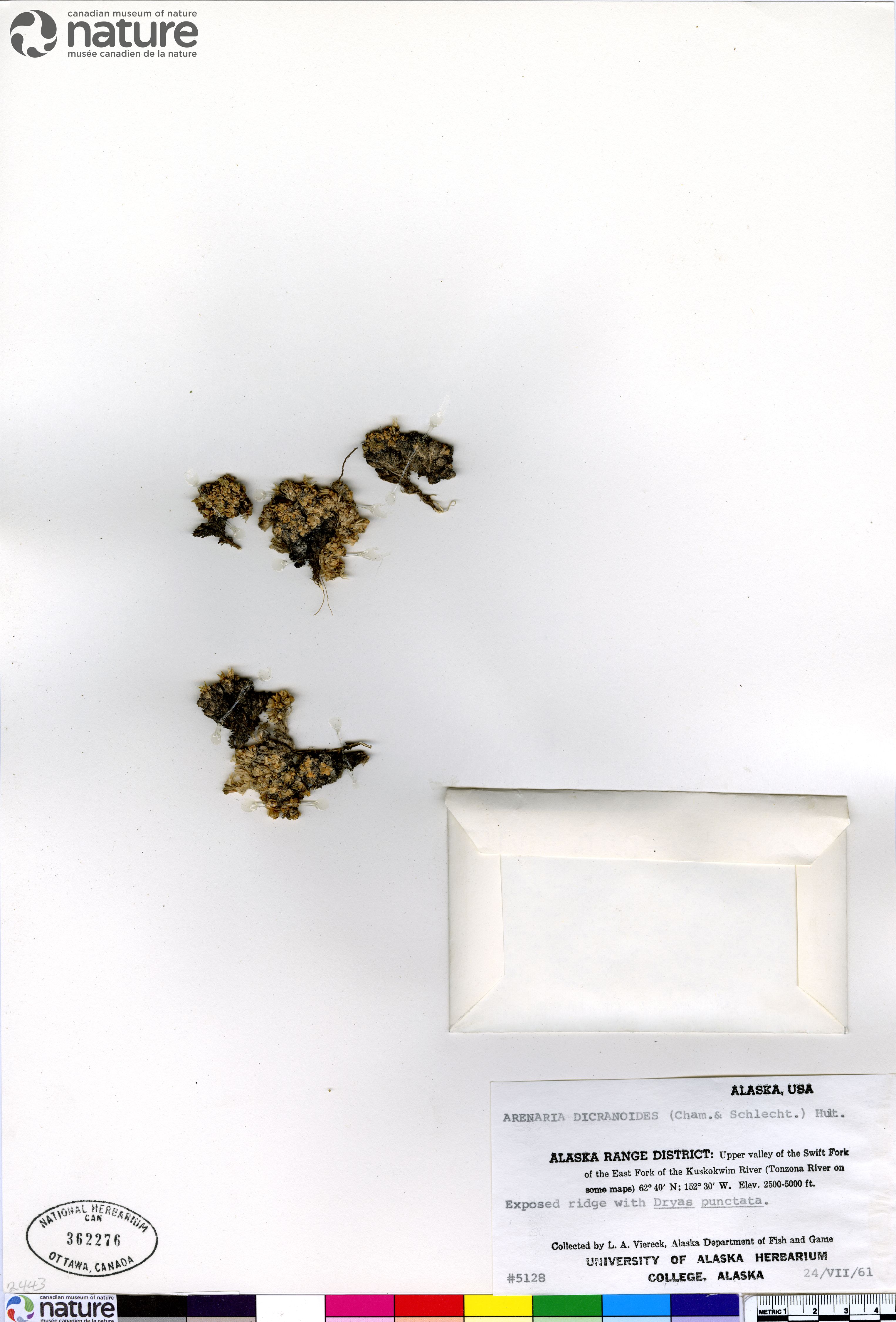 Stellaria dicranoides image