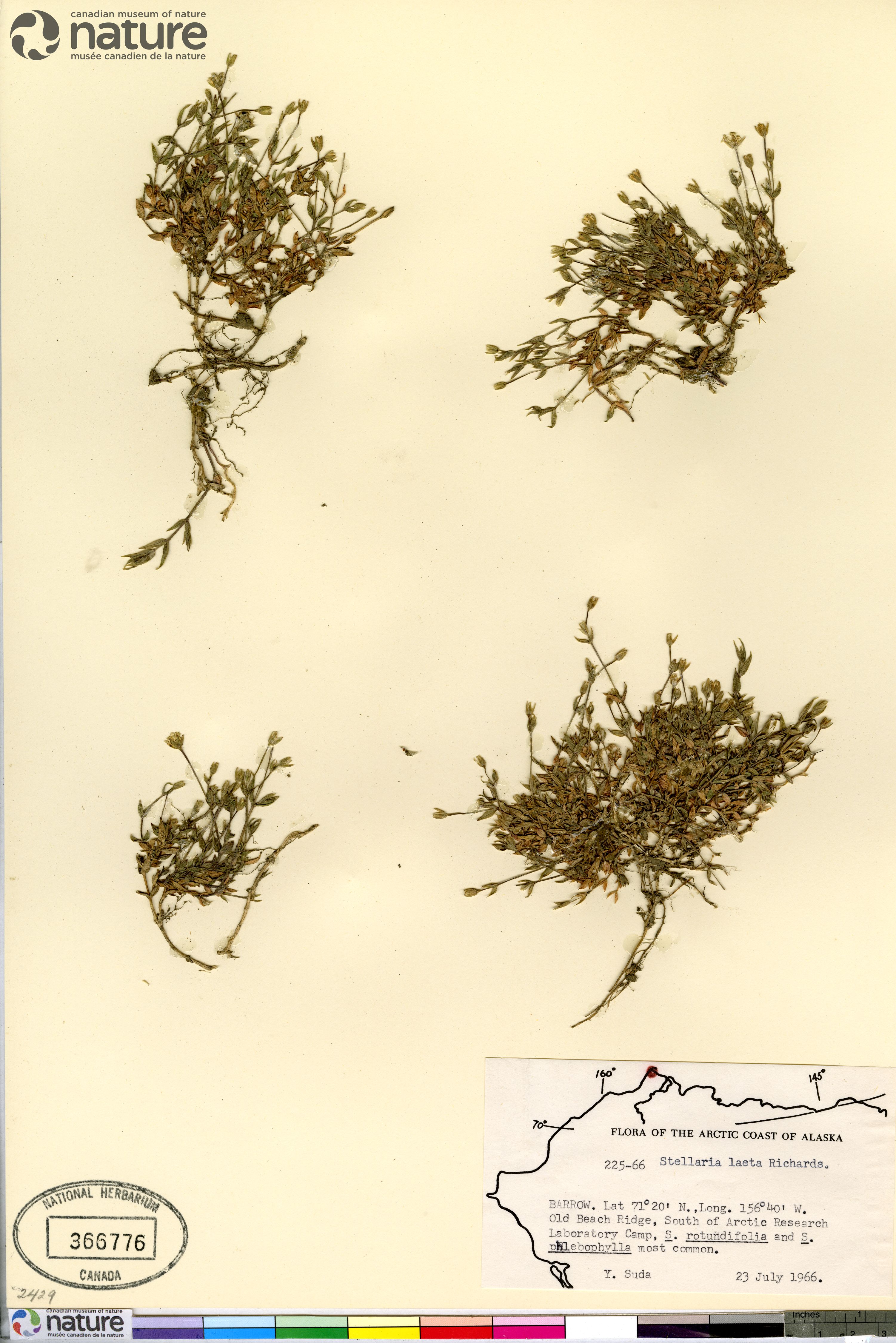 Stellaria longipes subsp. longipes image