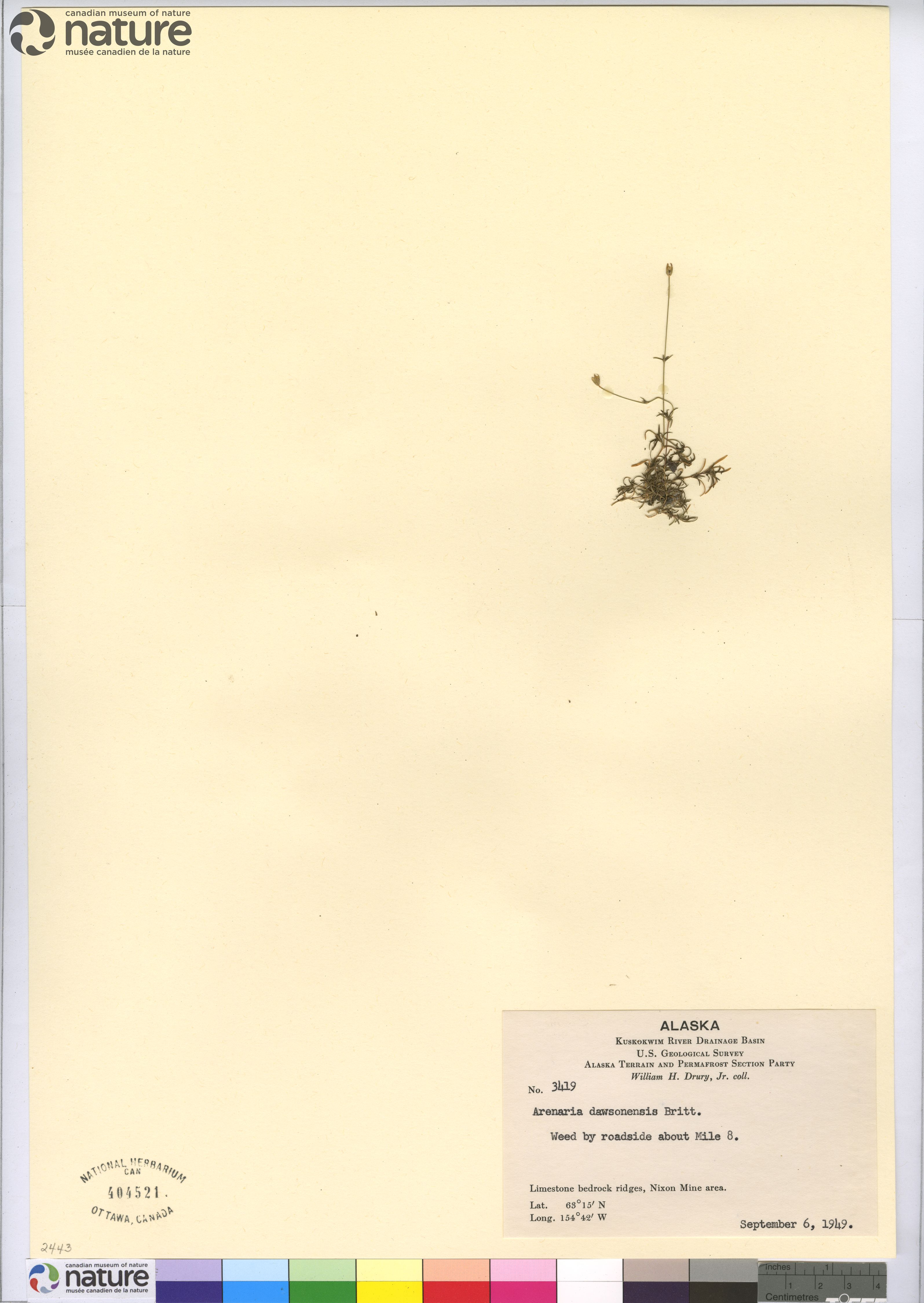 Sabulina dawsonensis image