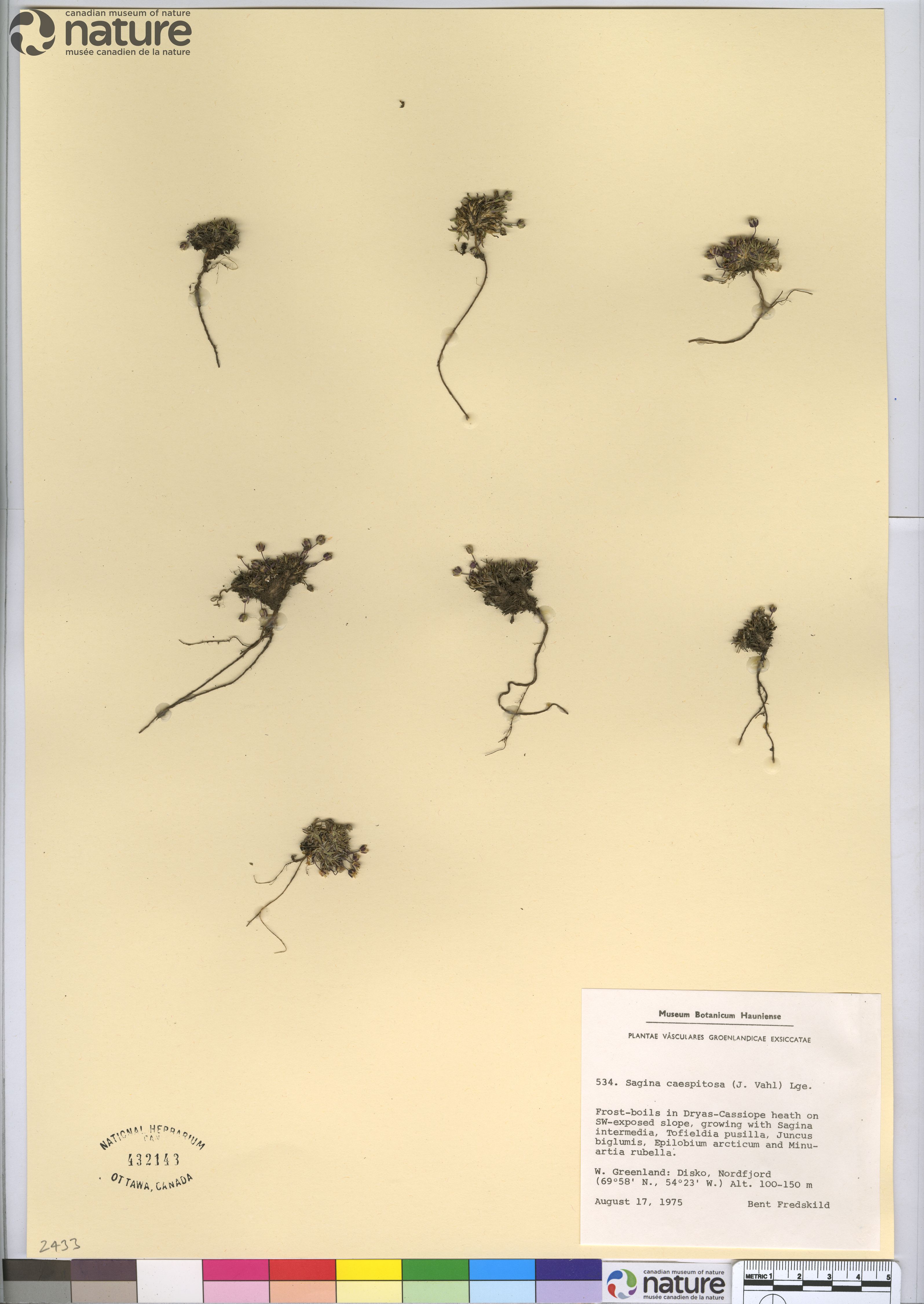 Sagina caespitosa image