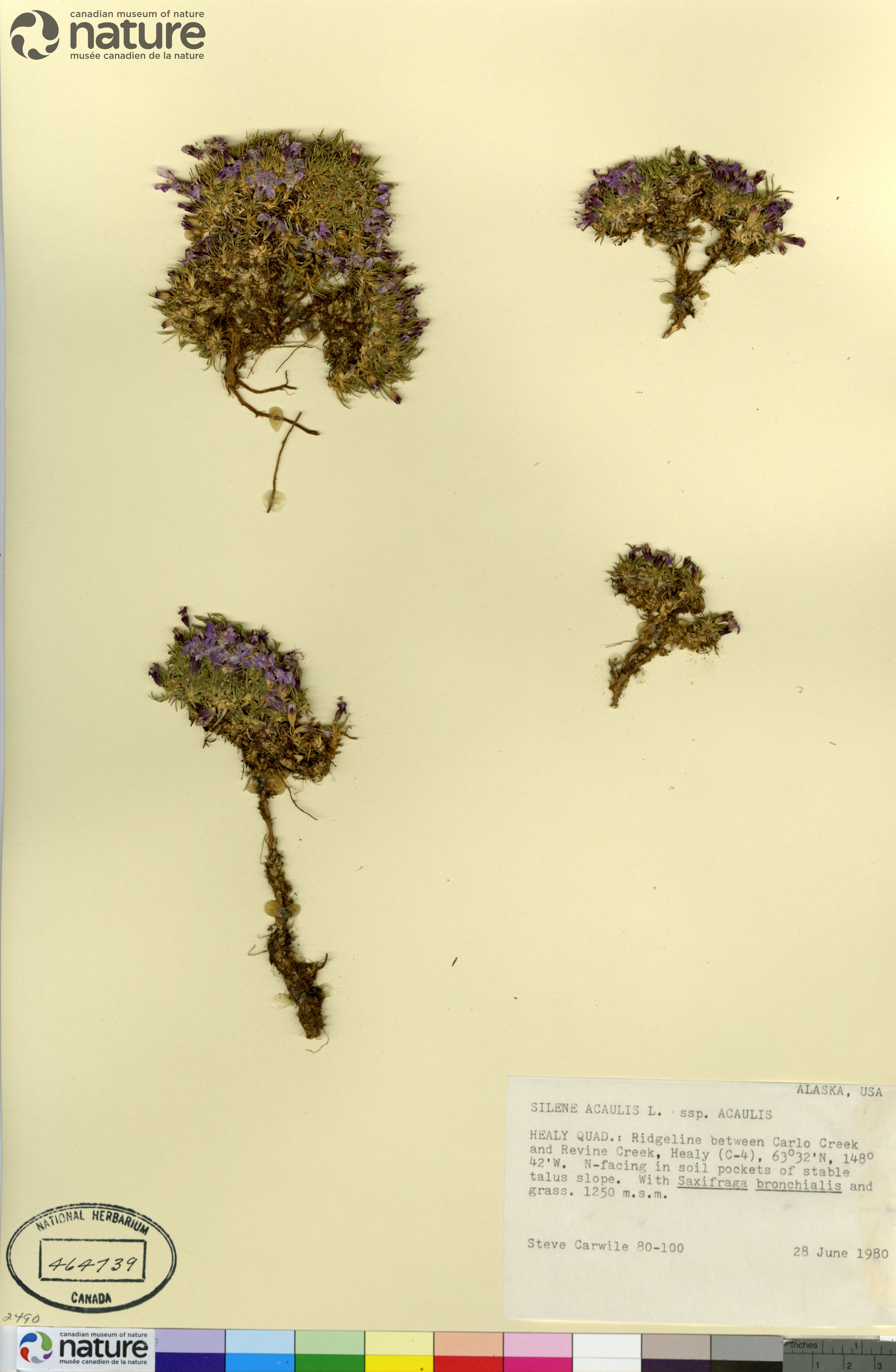 Silene acaulis var. acaulis image