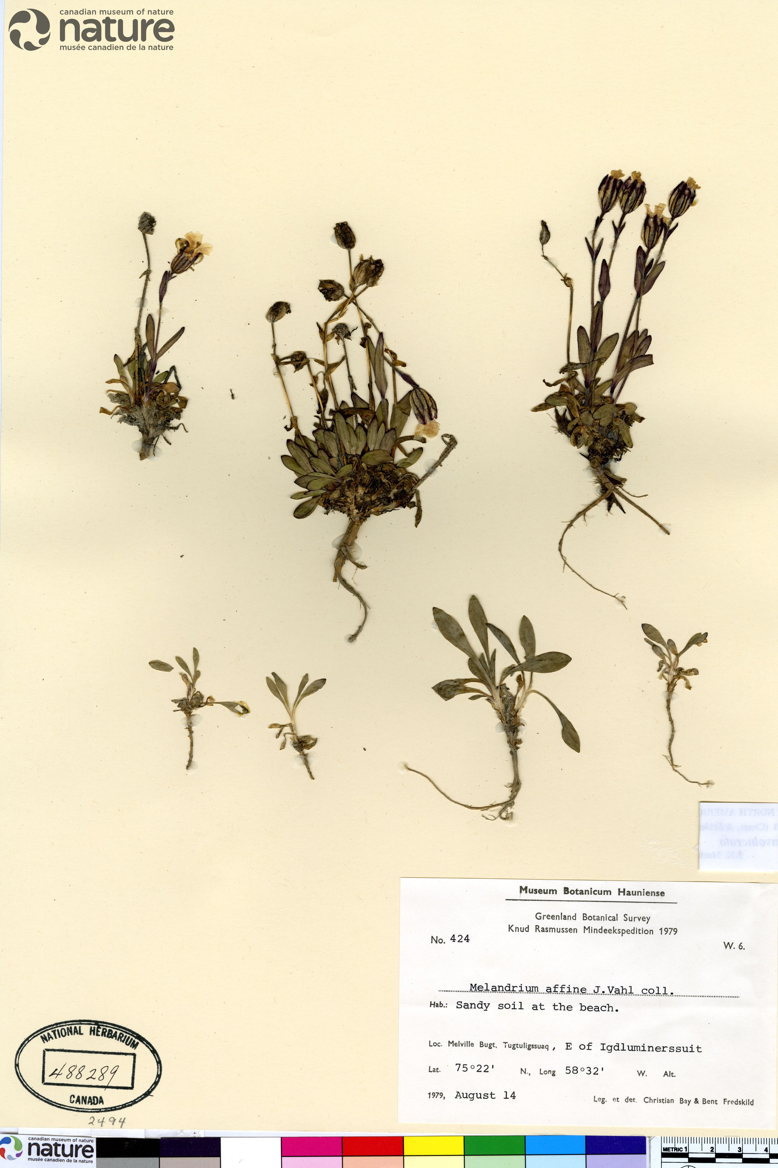 Silene involucrata subsp. involucrata image