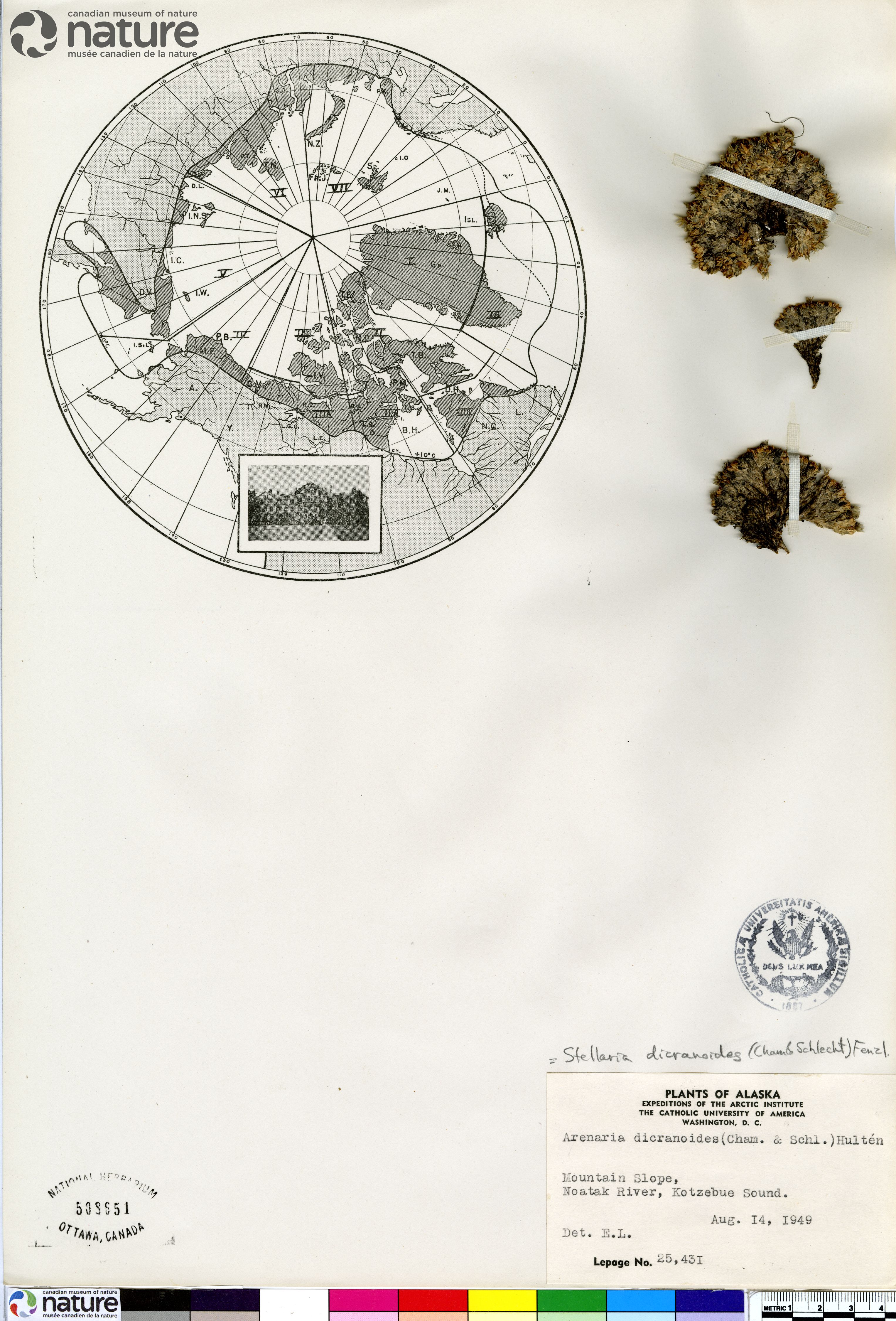 Stellaria dicranoides image