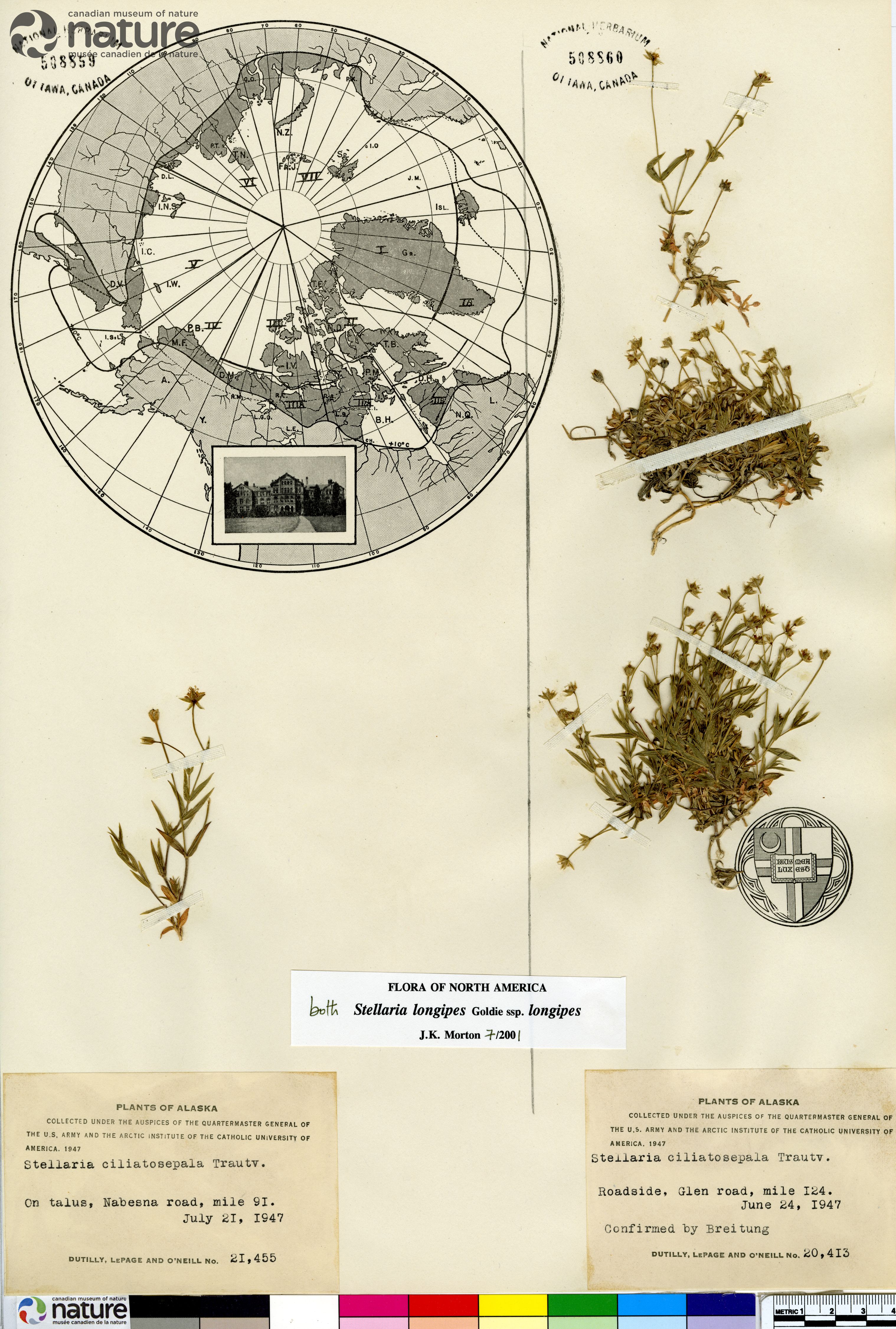 Stellaria longipes subsp. longipes image