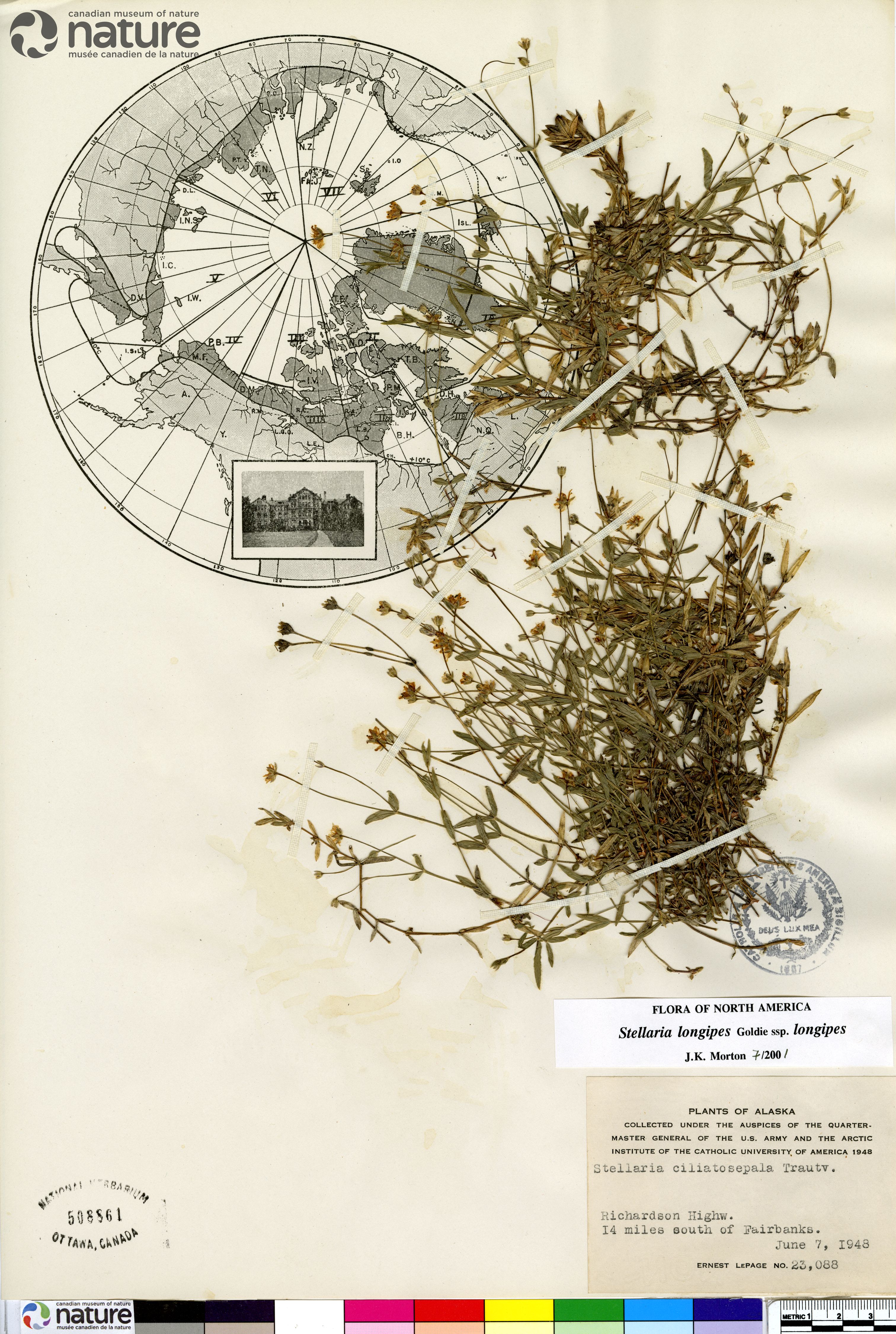 Stellaria longipes subsp. longipes image