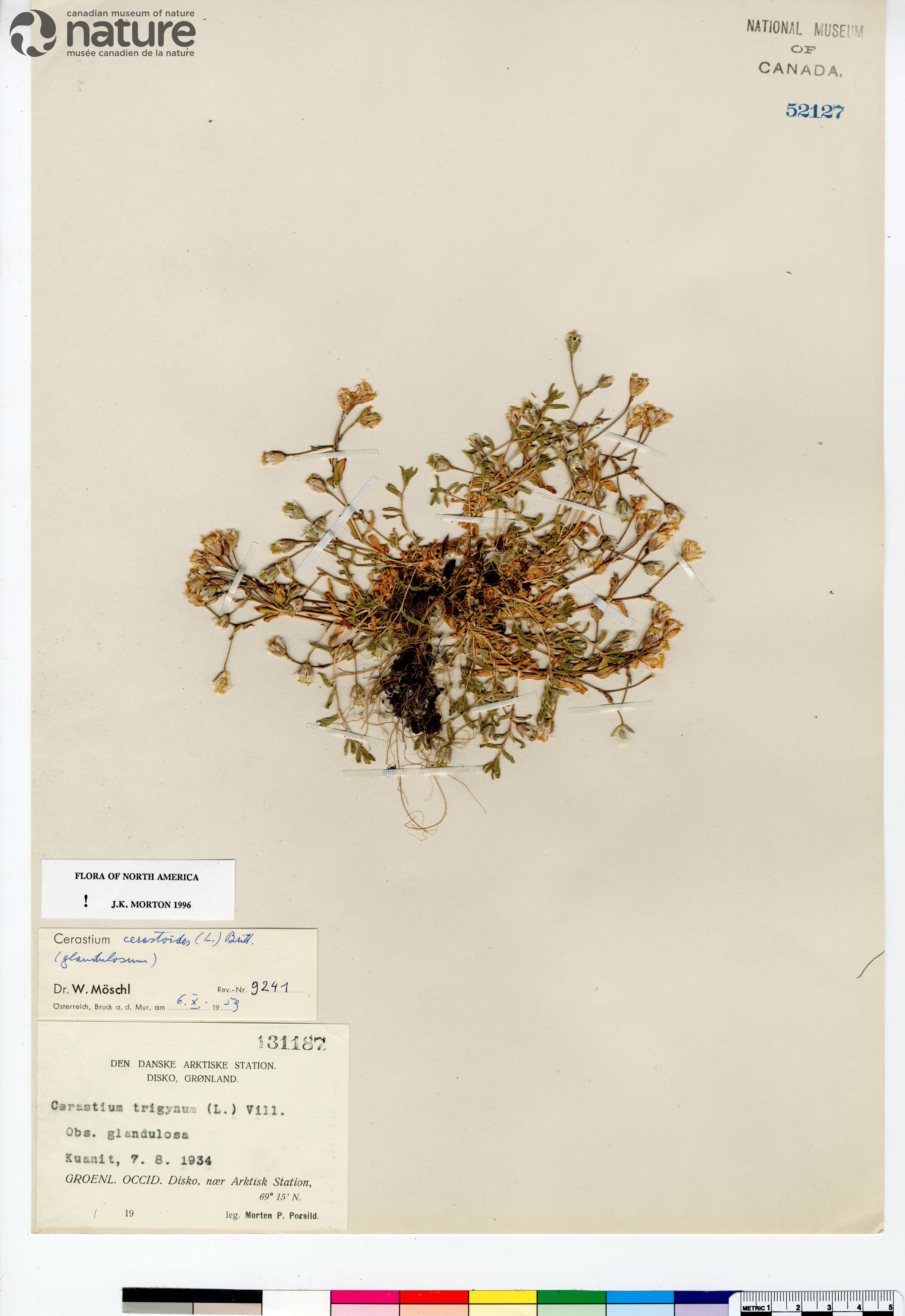 Cerastium cerastoides image