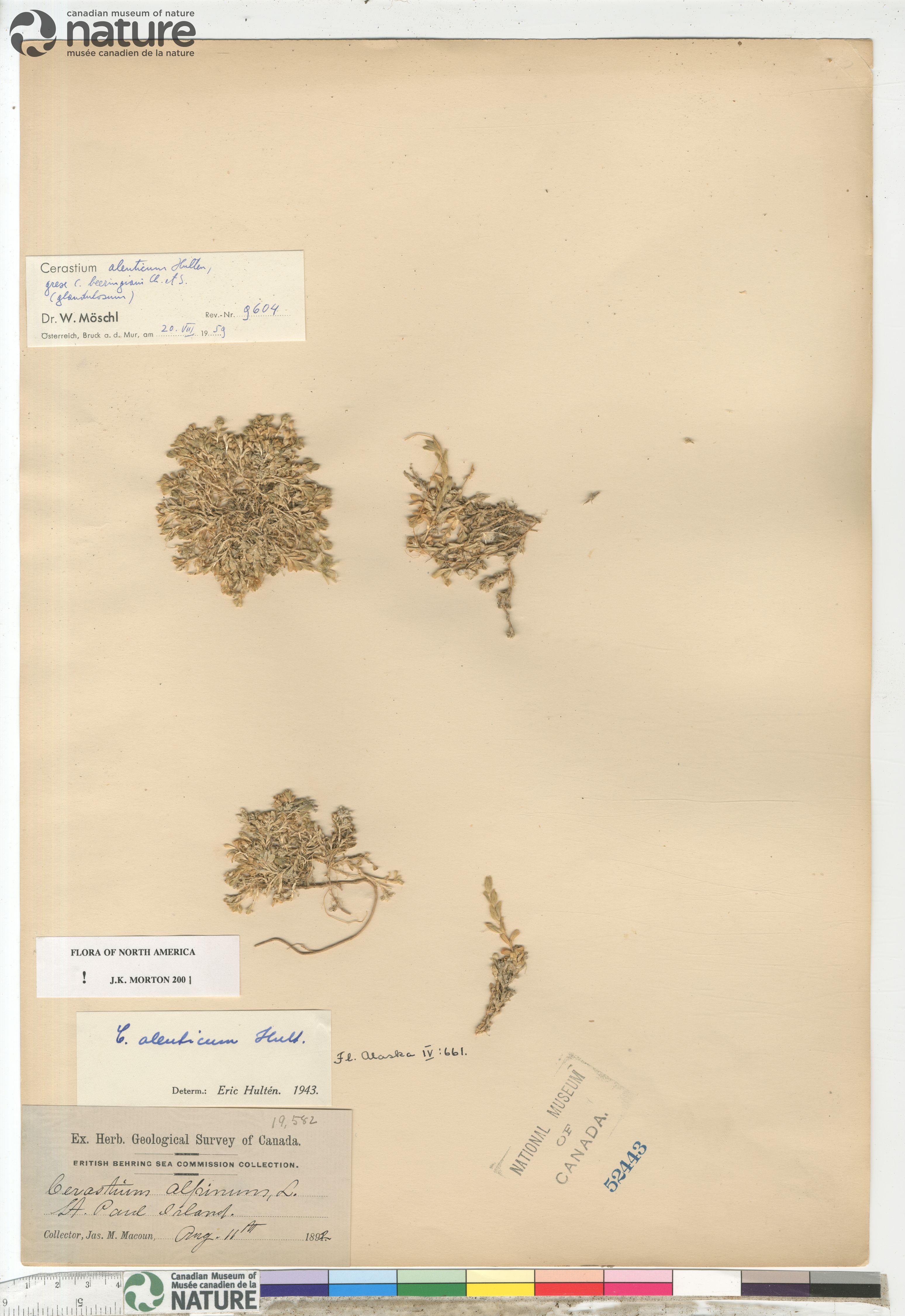 Cerastium aleuticum image