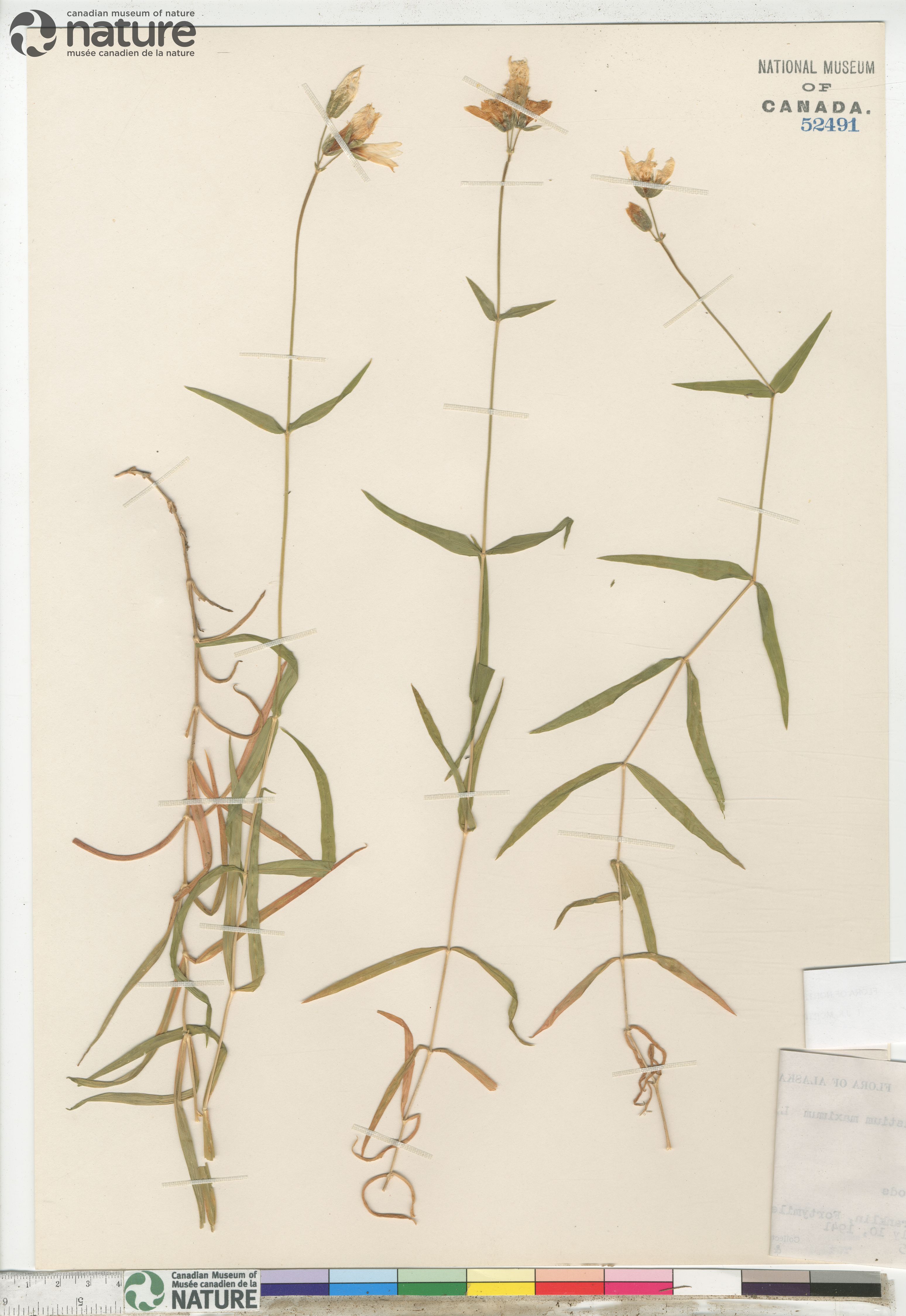 Cerastium maximum image