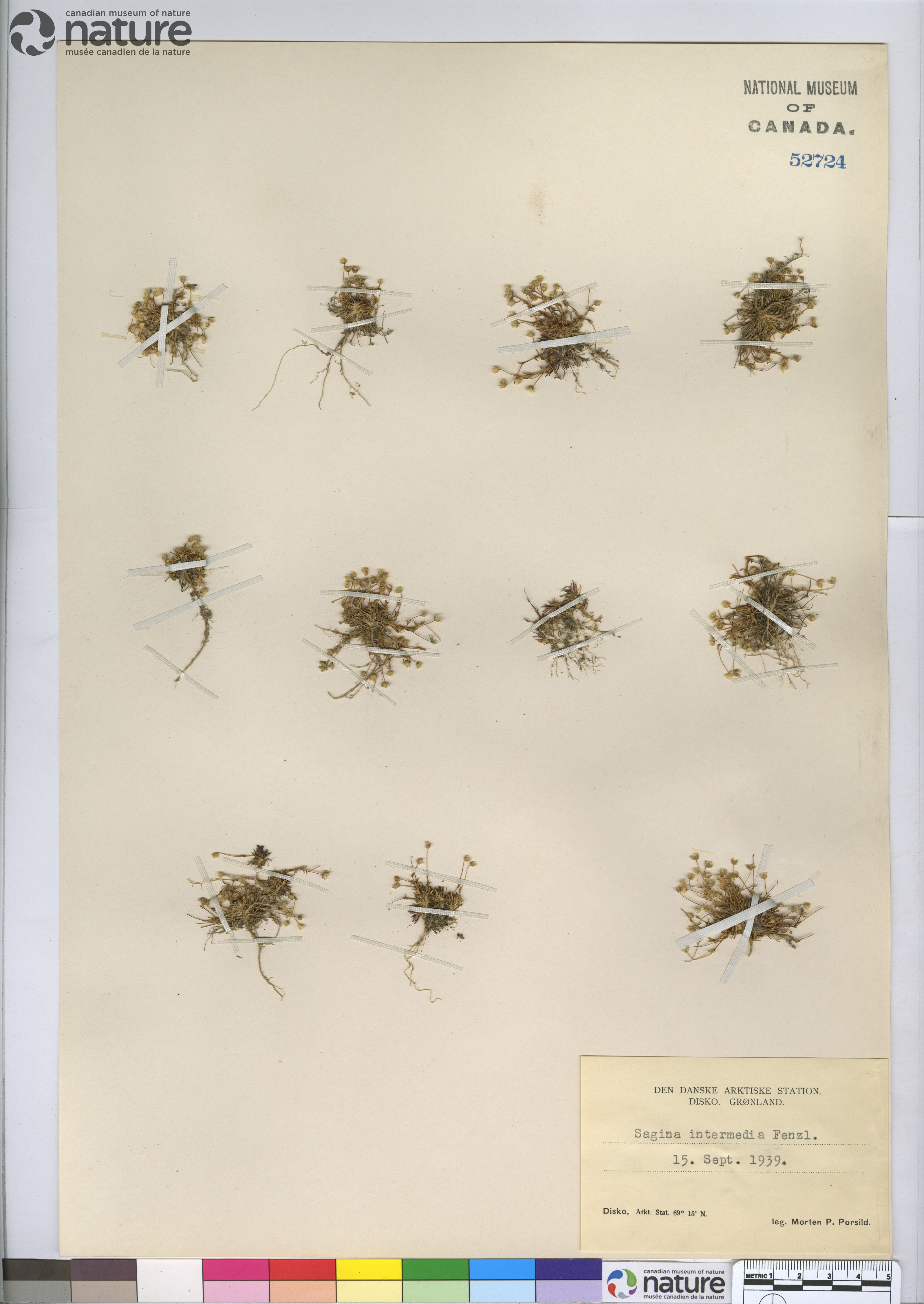 Sagina nivalis image