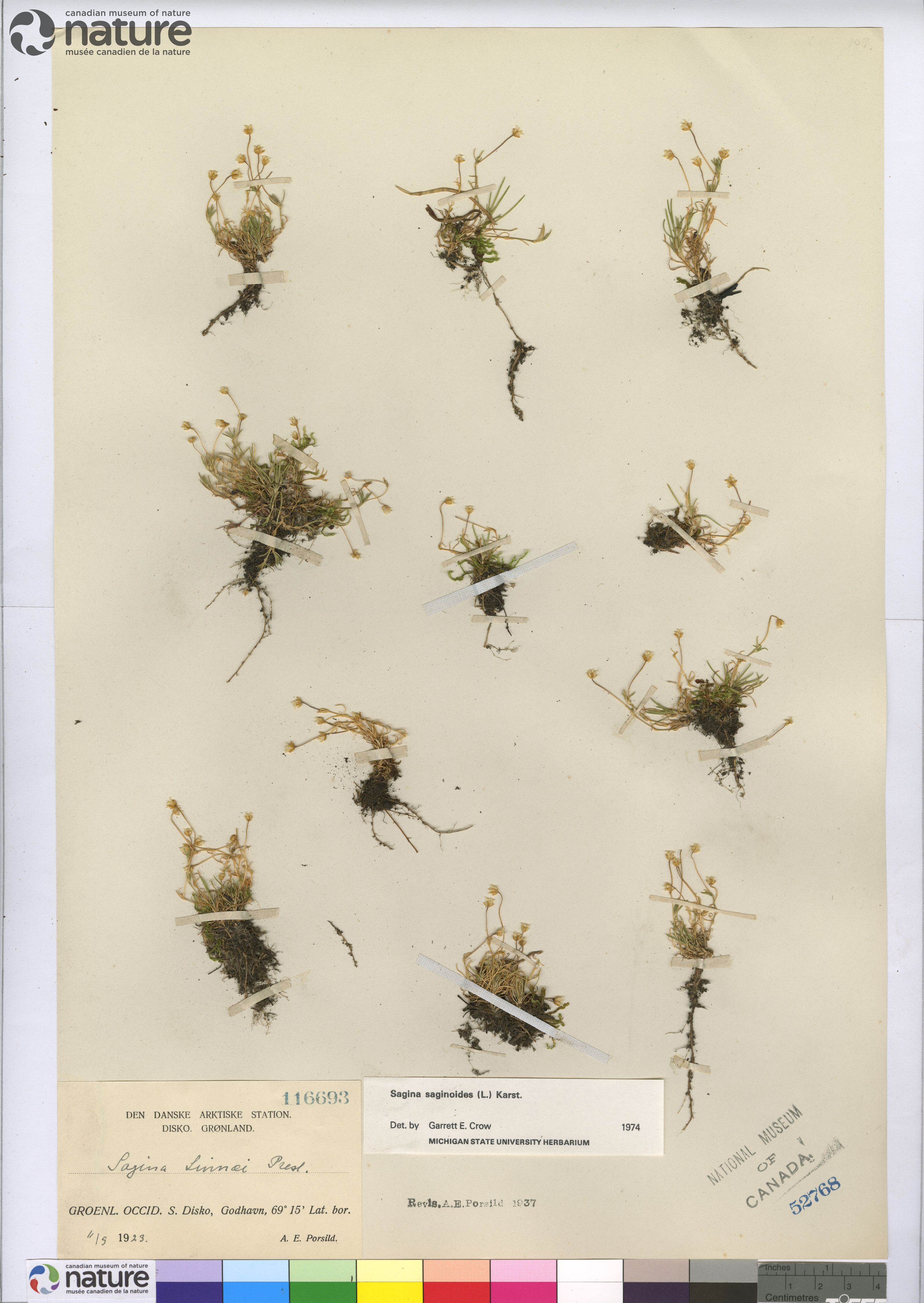 Sagina saginoides image