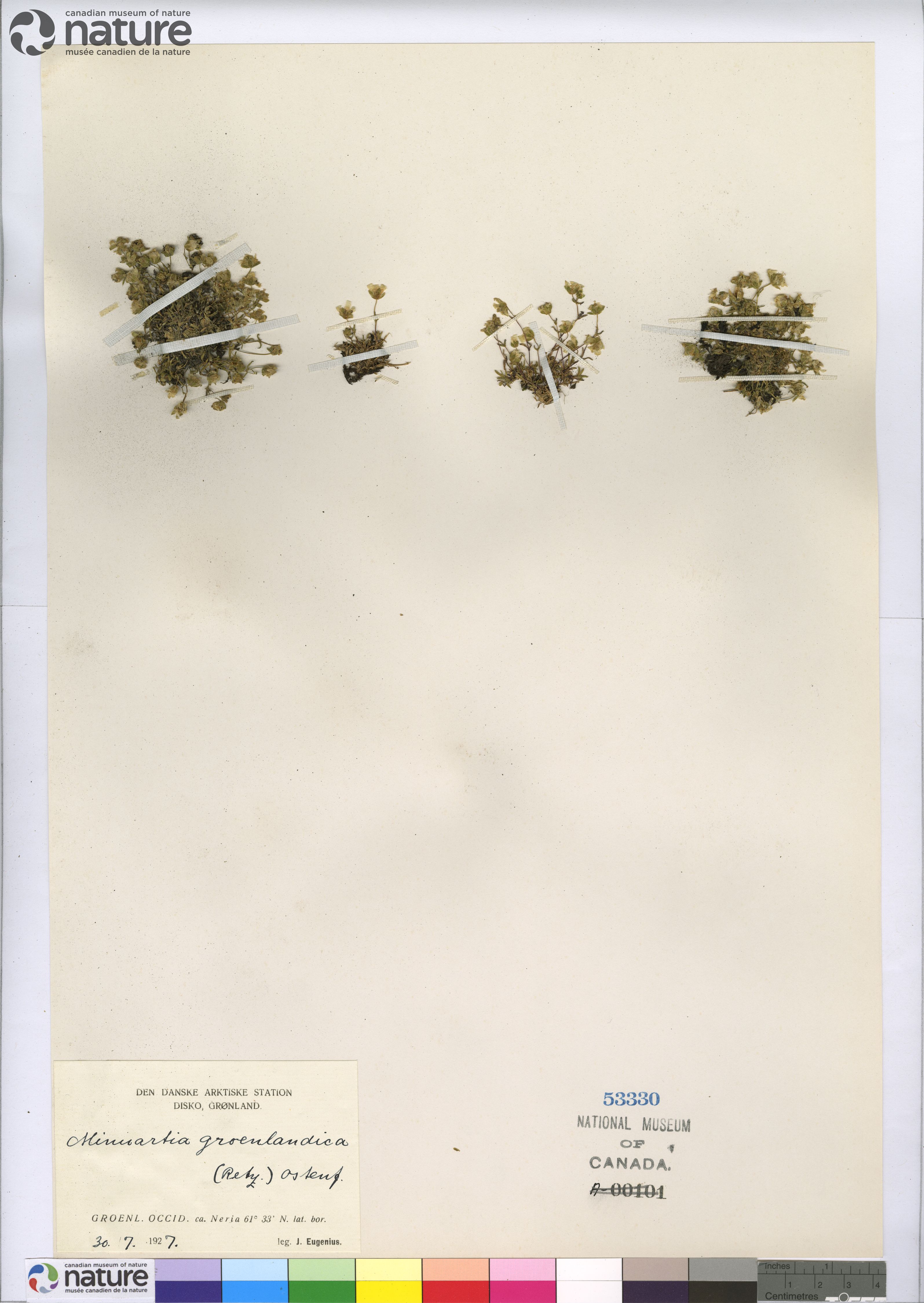 Mononeuria groenlandica image