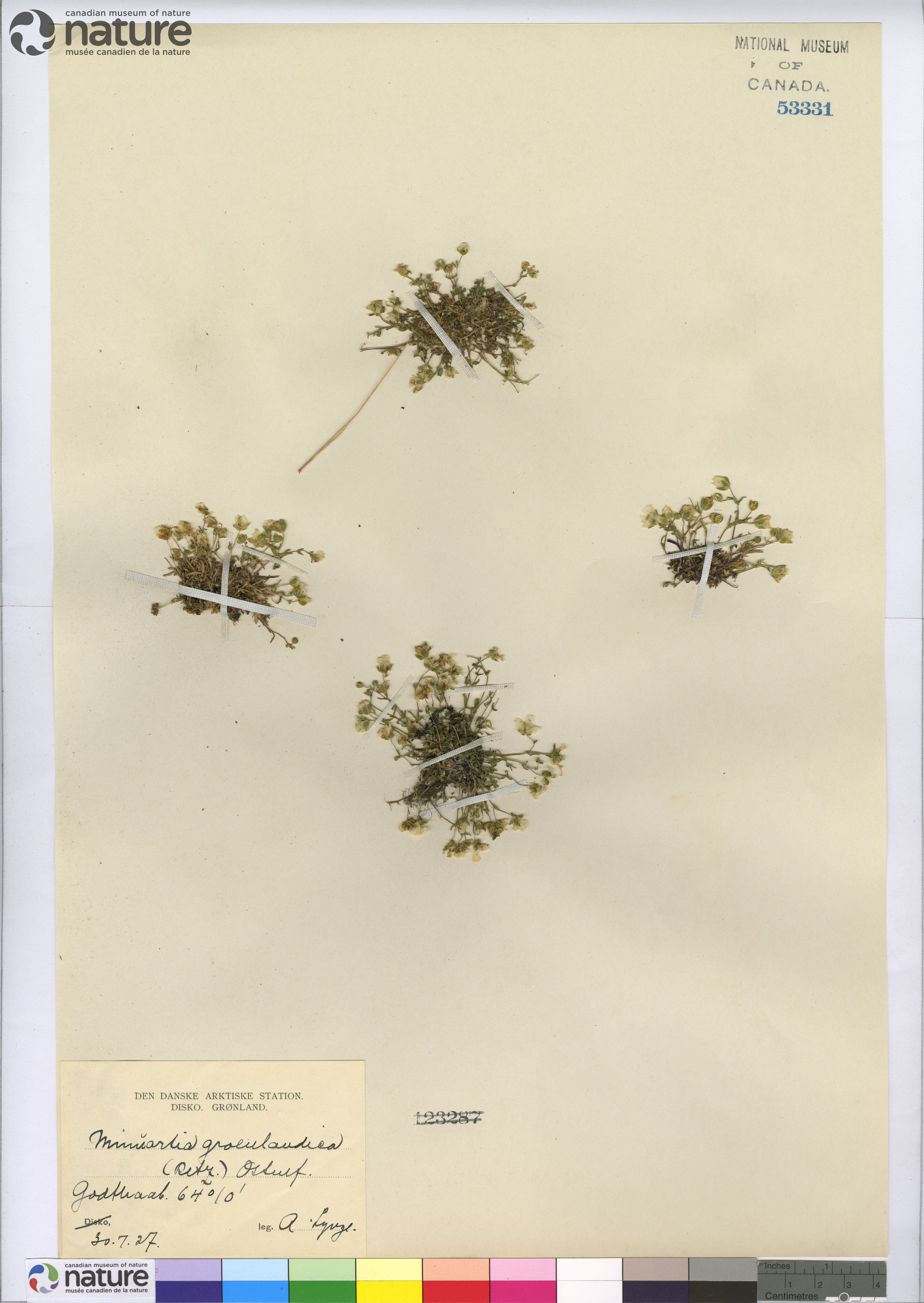 Mononeuria groenlandica image