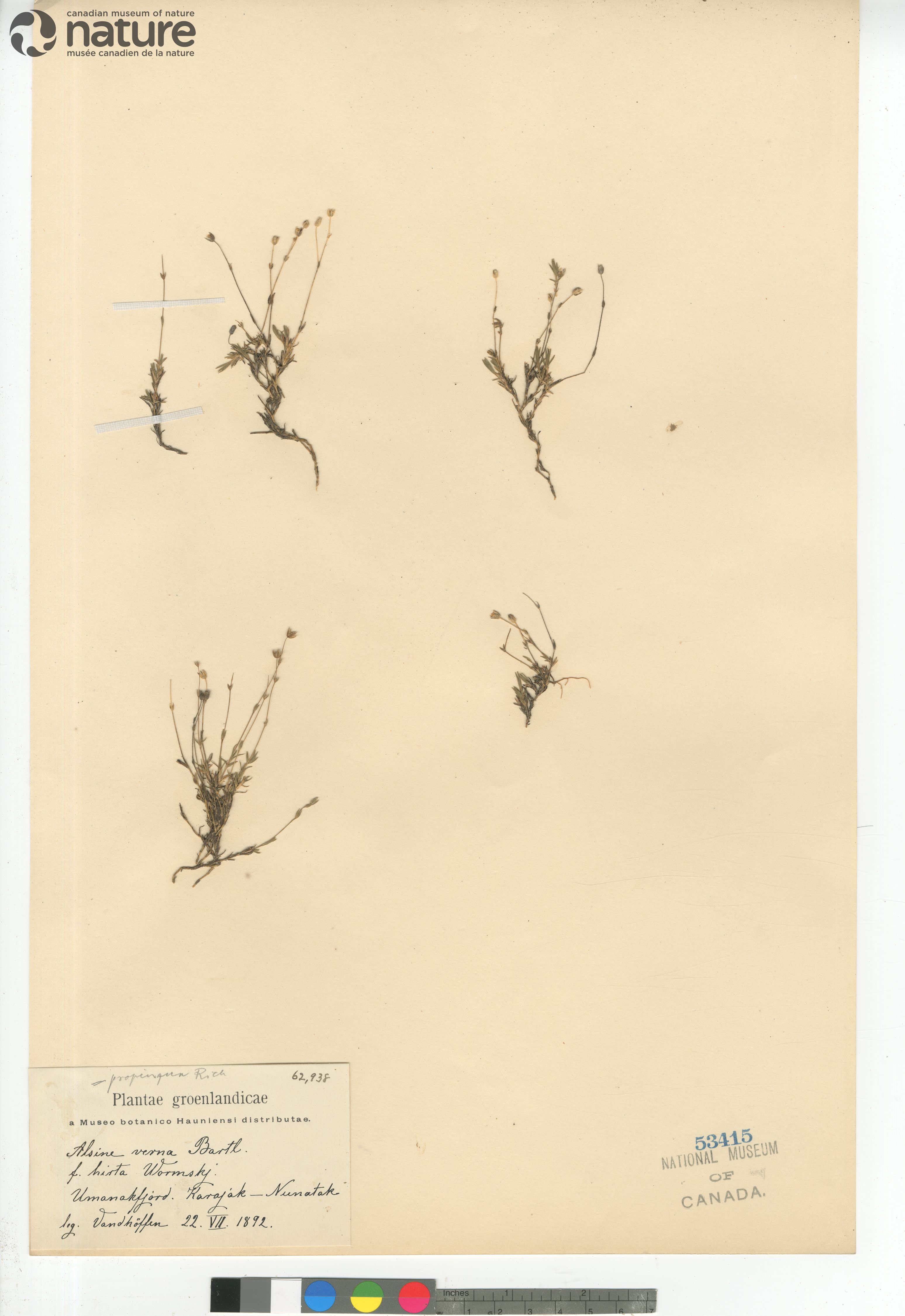 Sabulina verna subsp. verna image