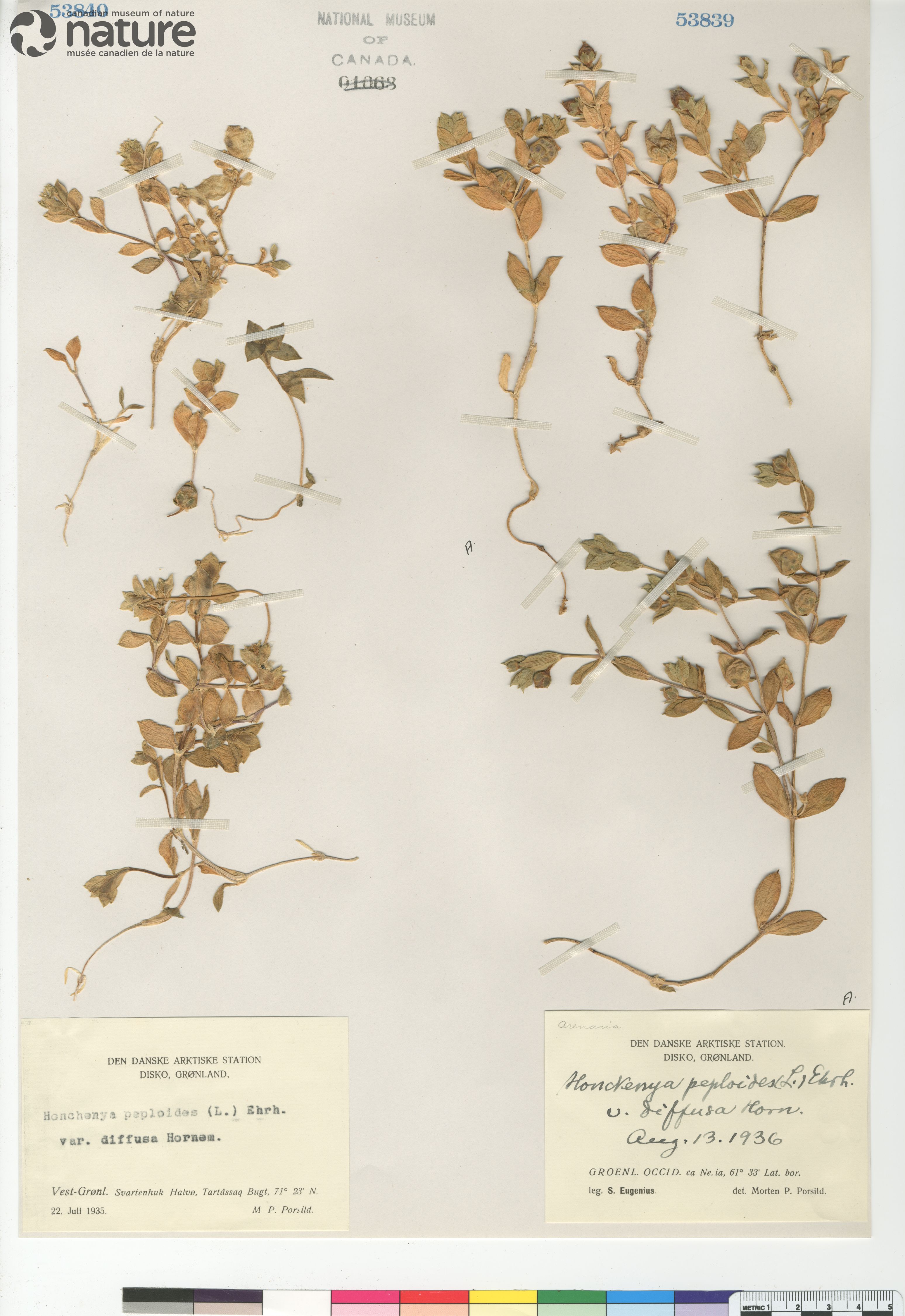 Honckenya peploides subsp. diffusa image