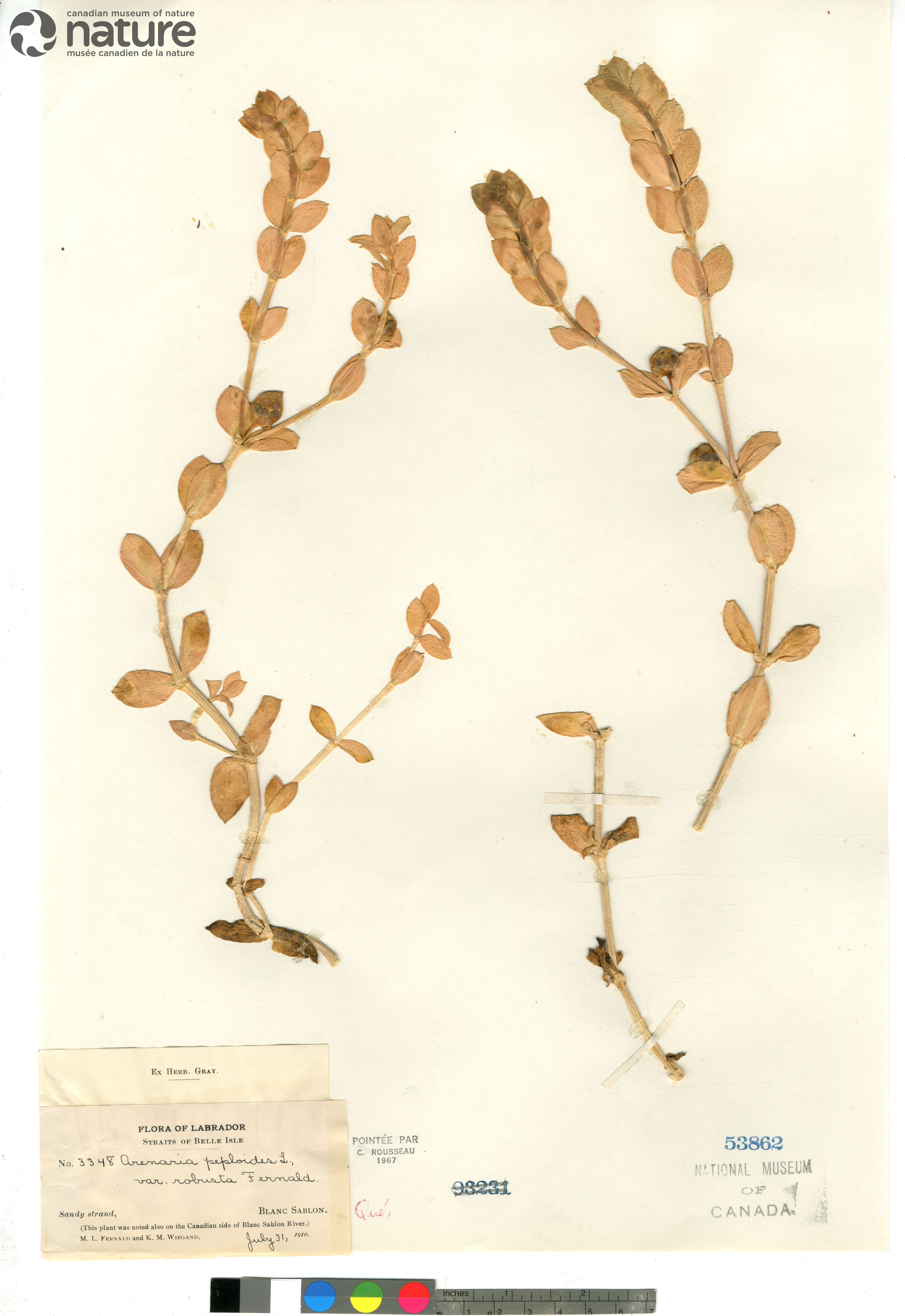 Honckenya peploides subsp. robusta image