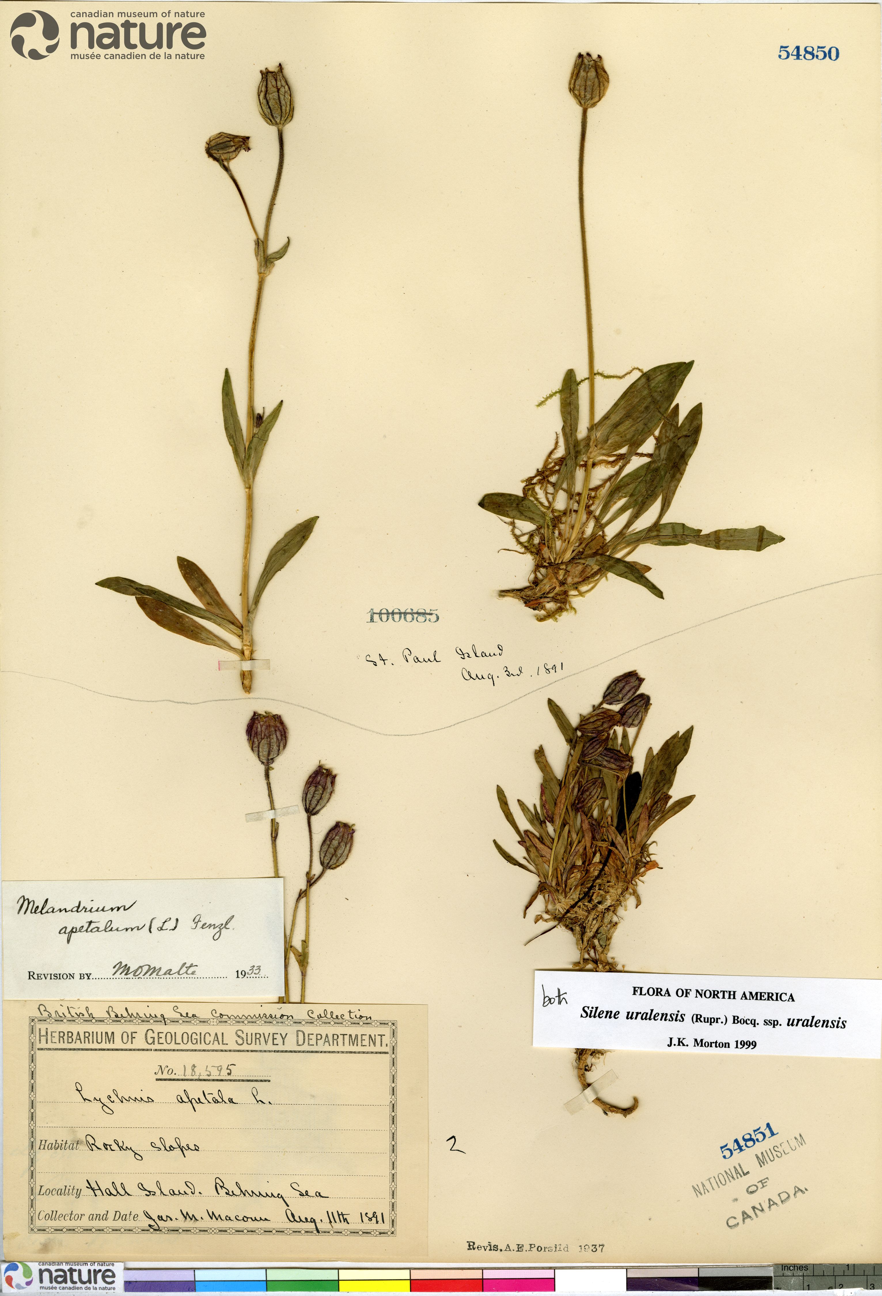 Silene uralensis subsp. porsildii image