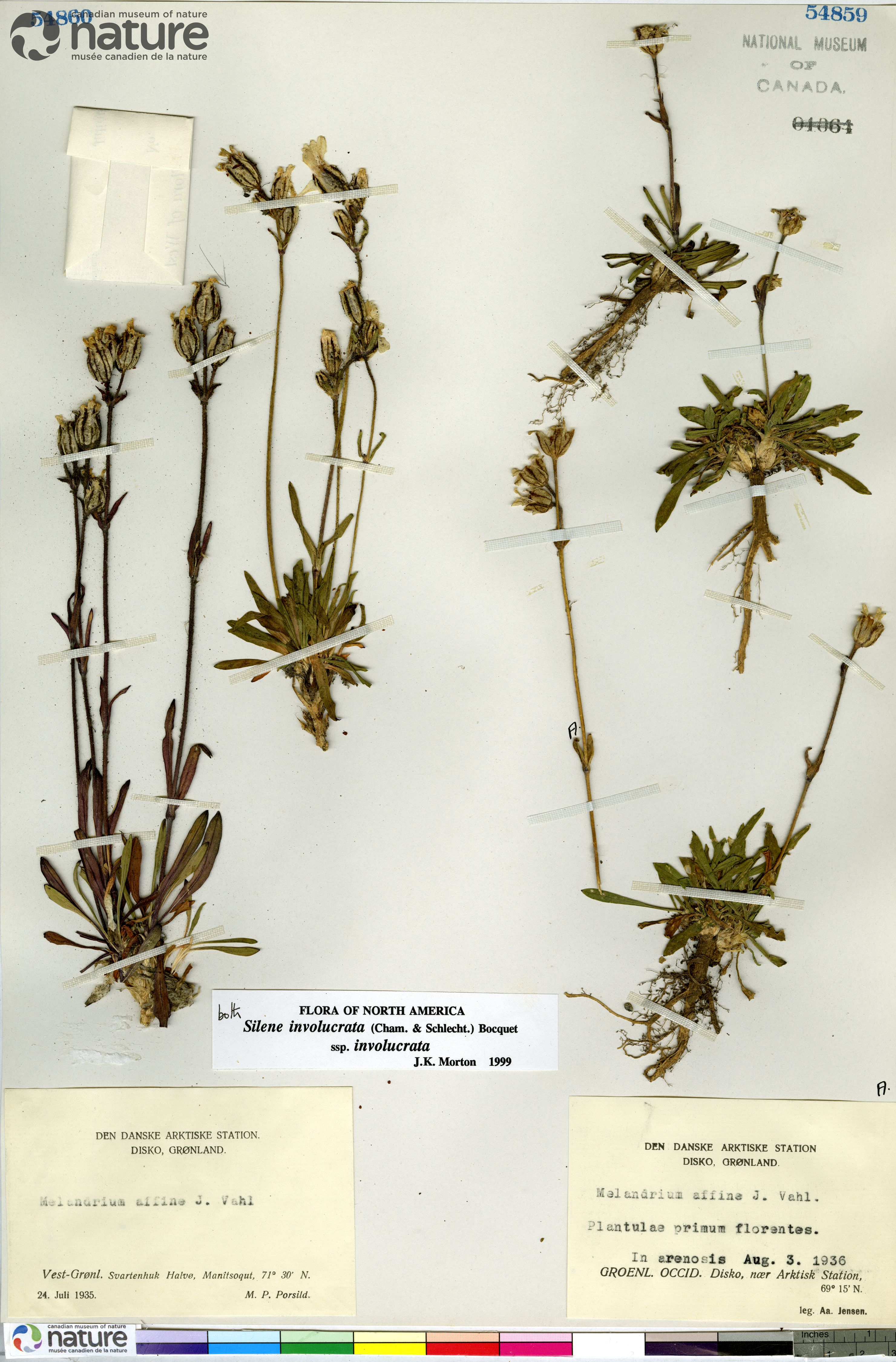 Silene involucrata subsp. involucrata image