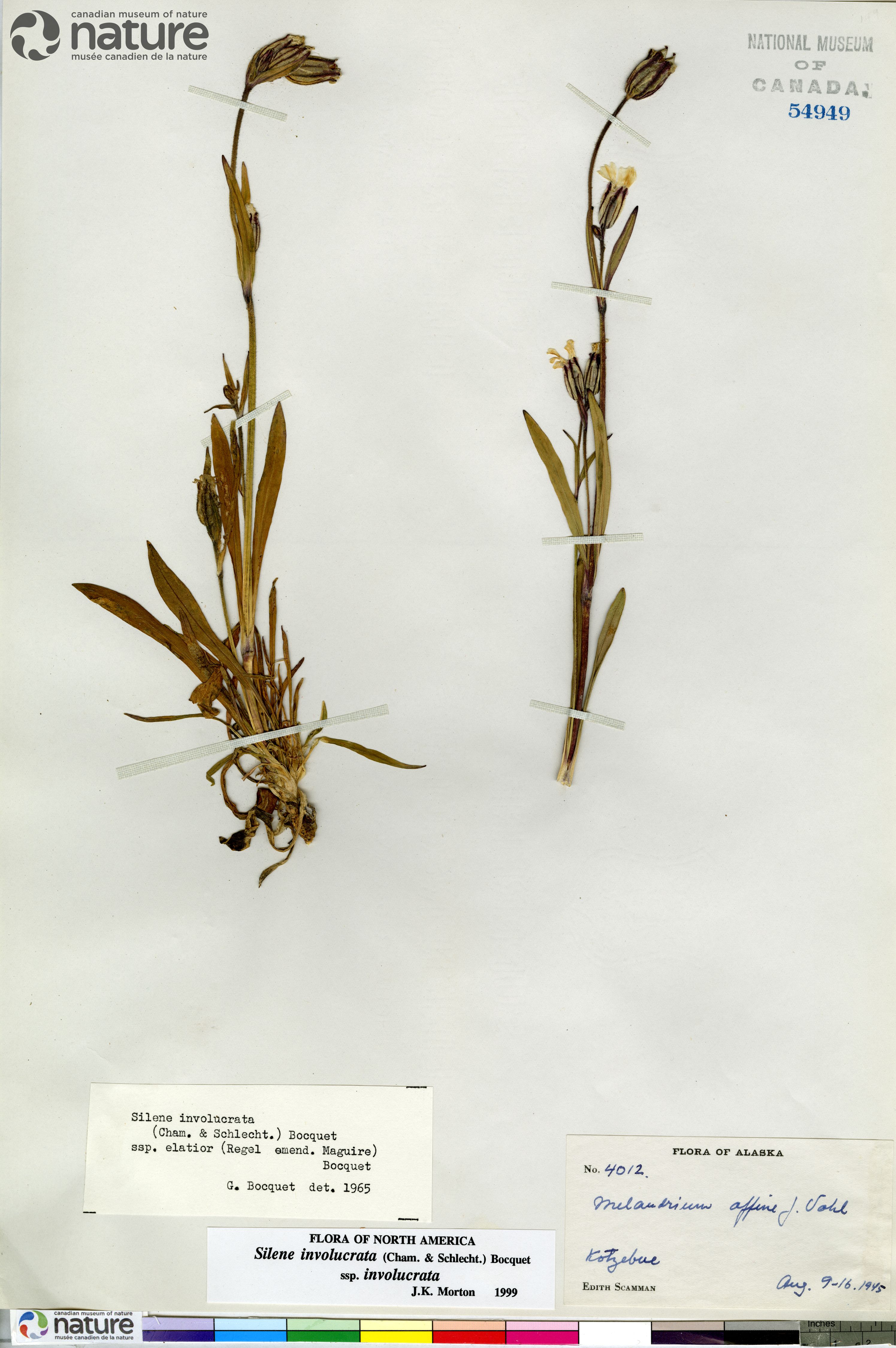 Silene involucrata subsp. involucrata image