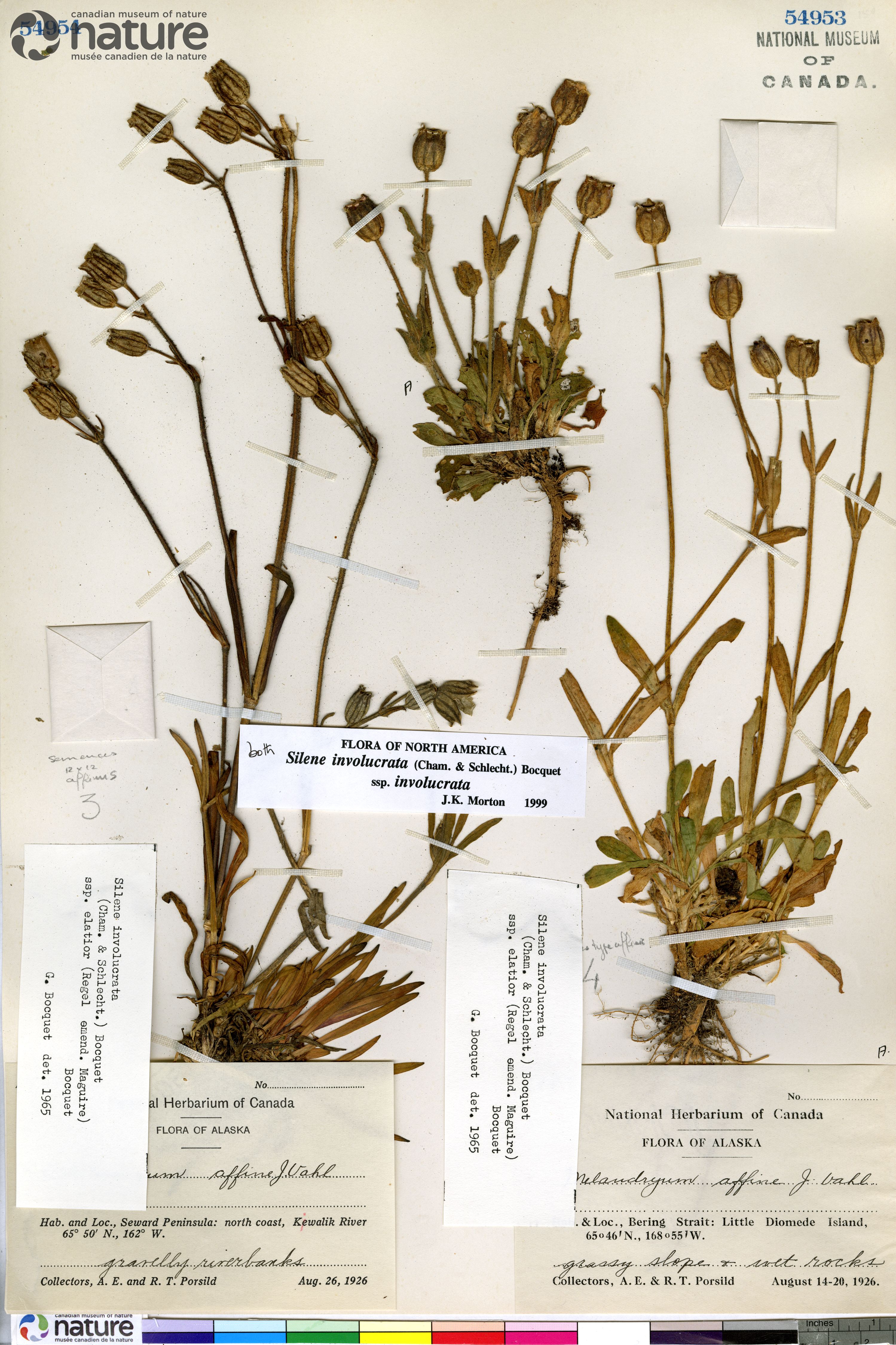 Silene involucrata subsp. involucrata image
