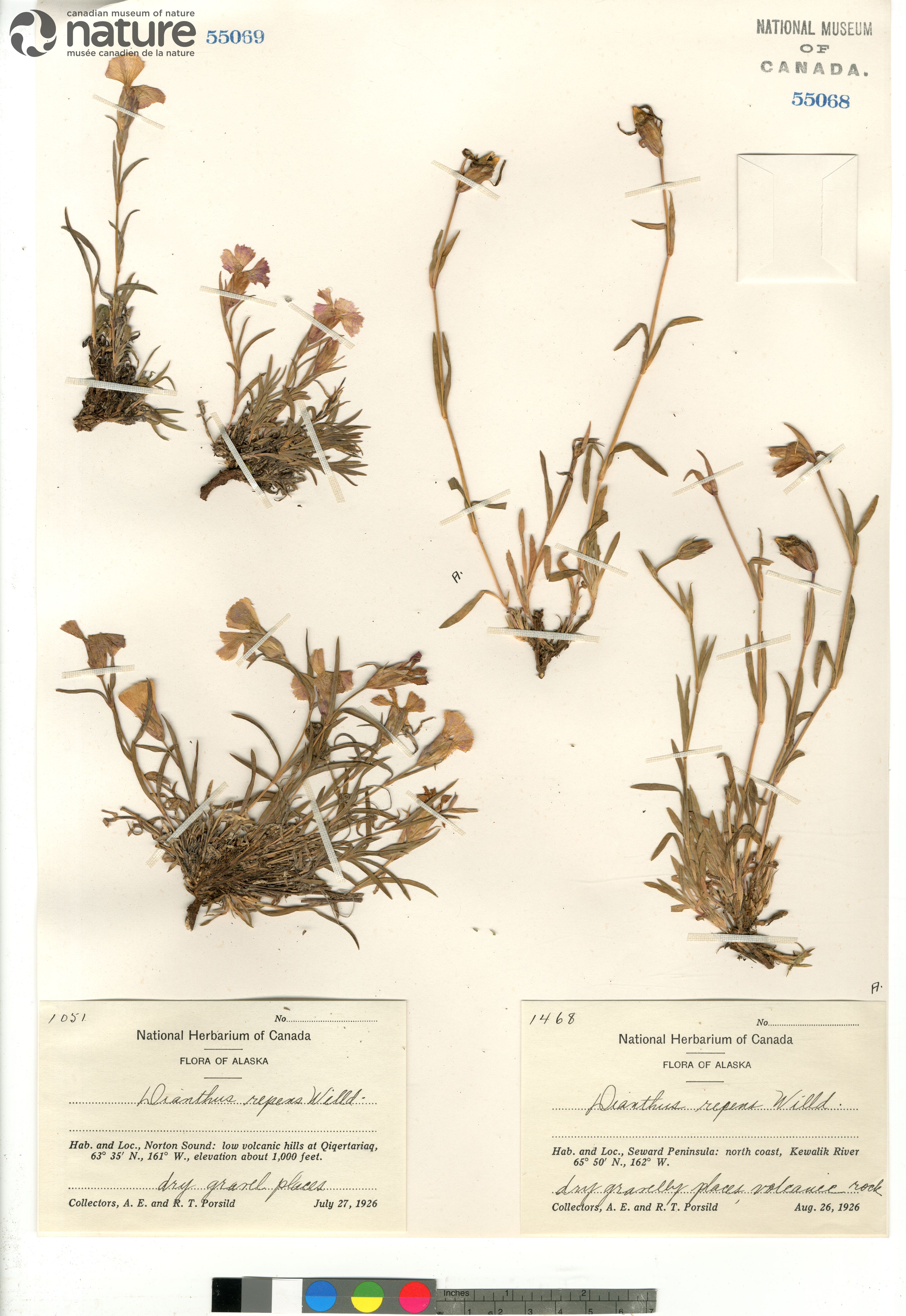Dianthus repens image