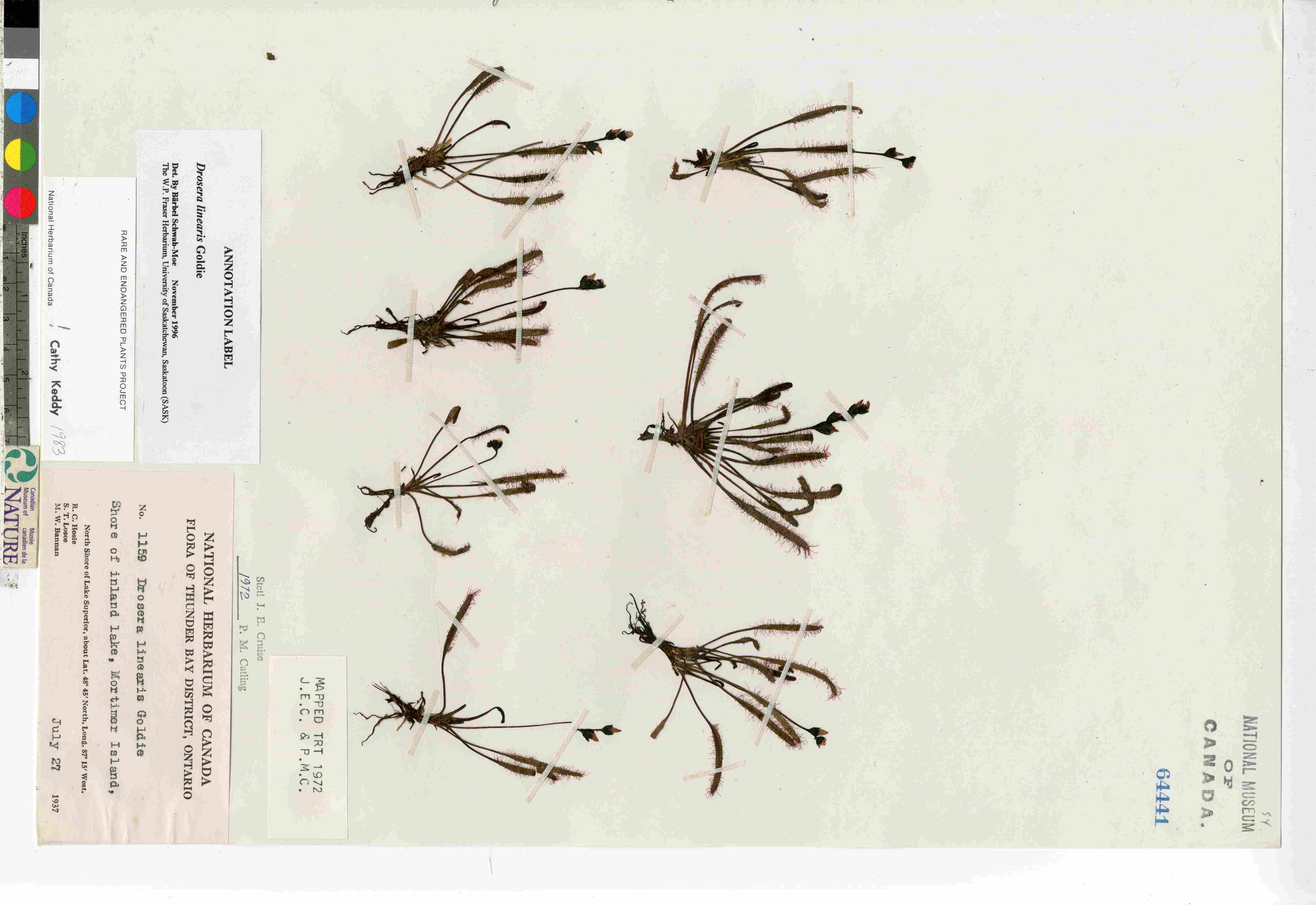 Drosera linearis image