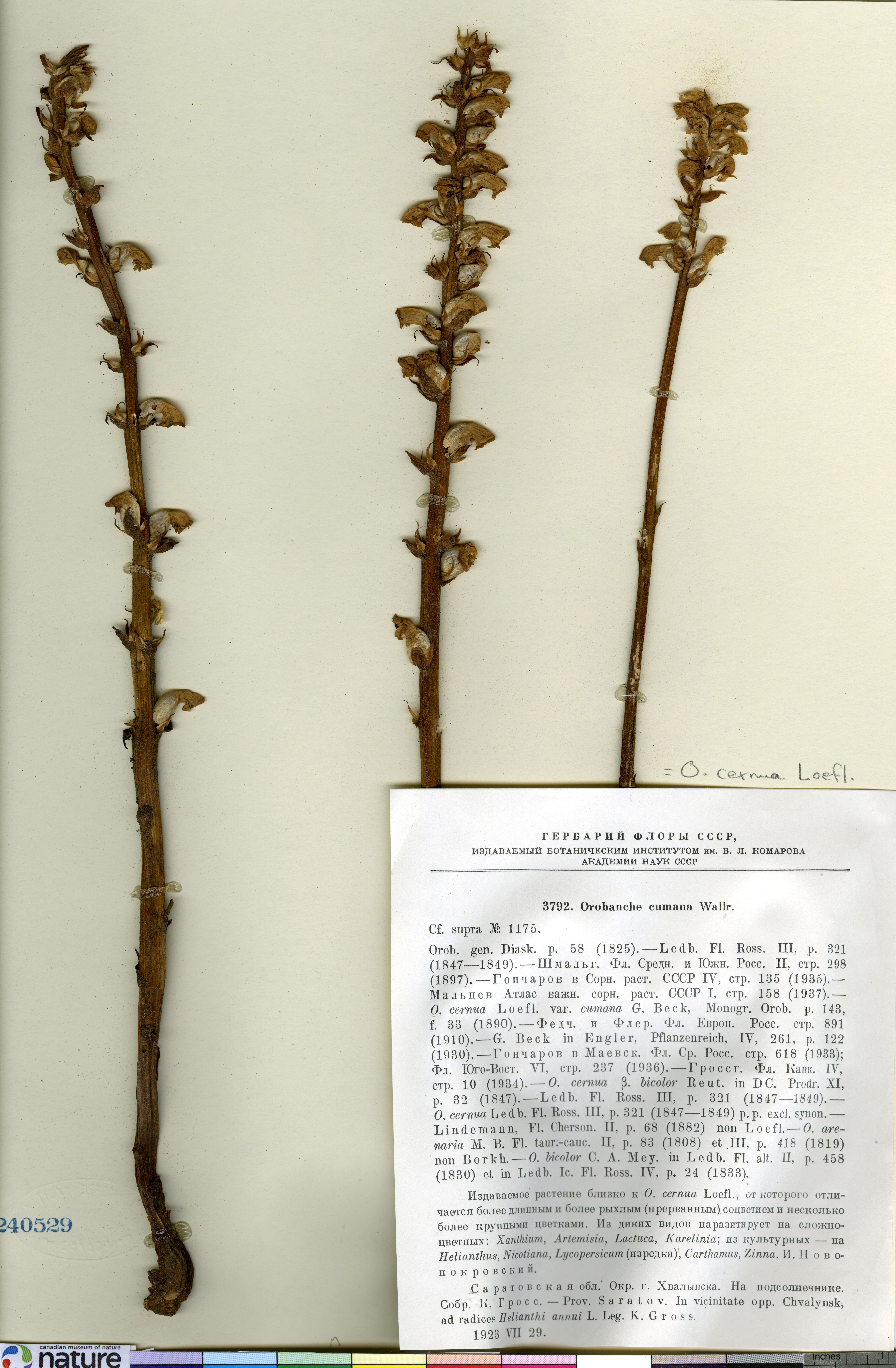 Orobanche cernua image
