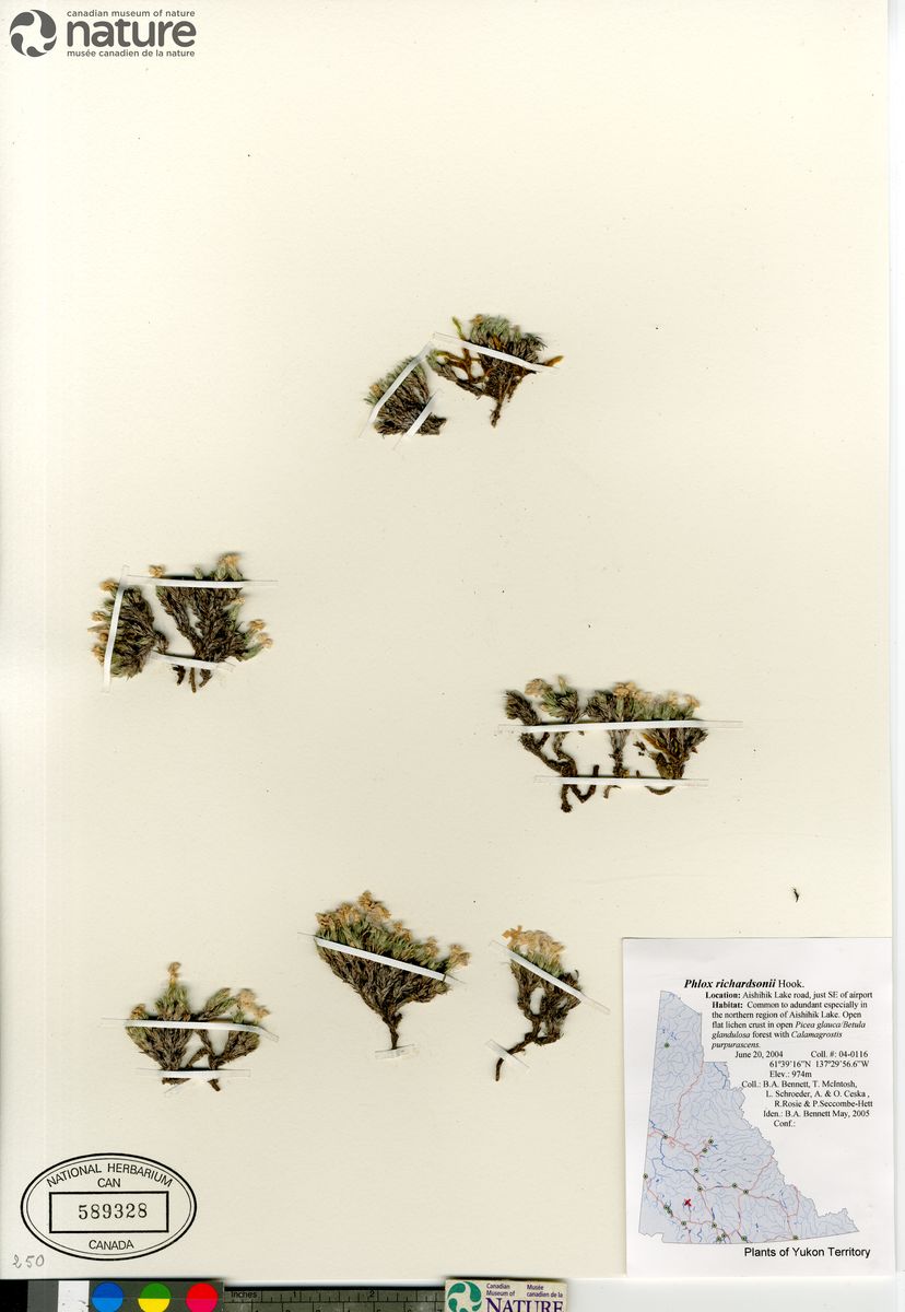 Phlox richardsonii image
