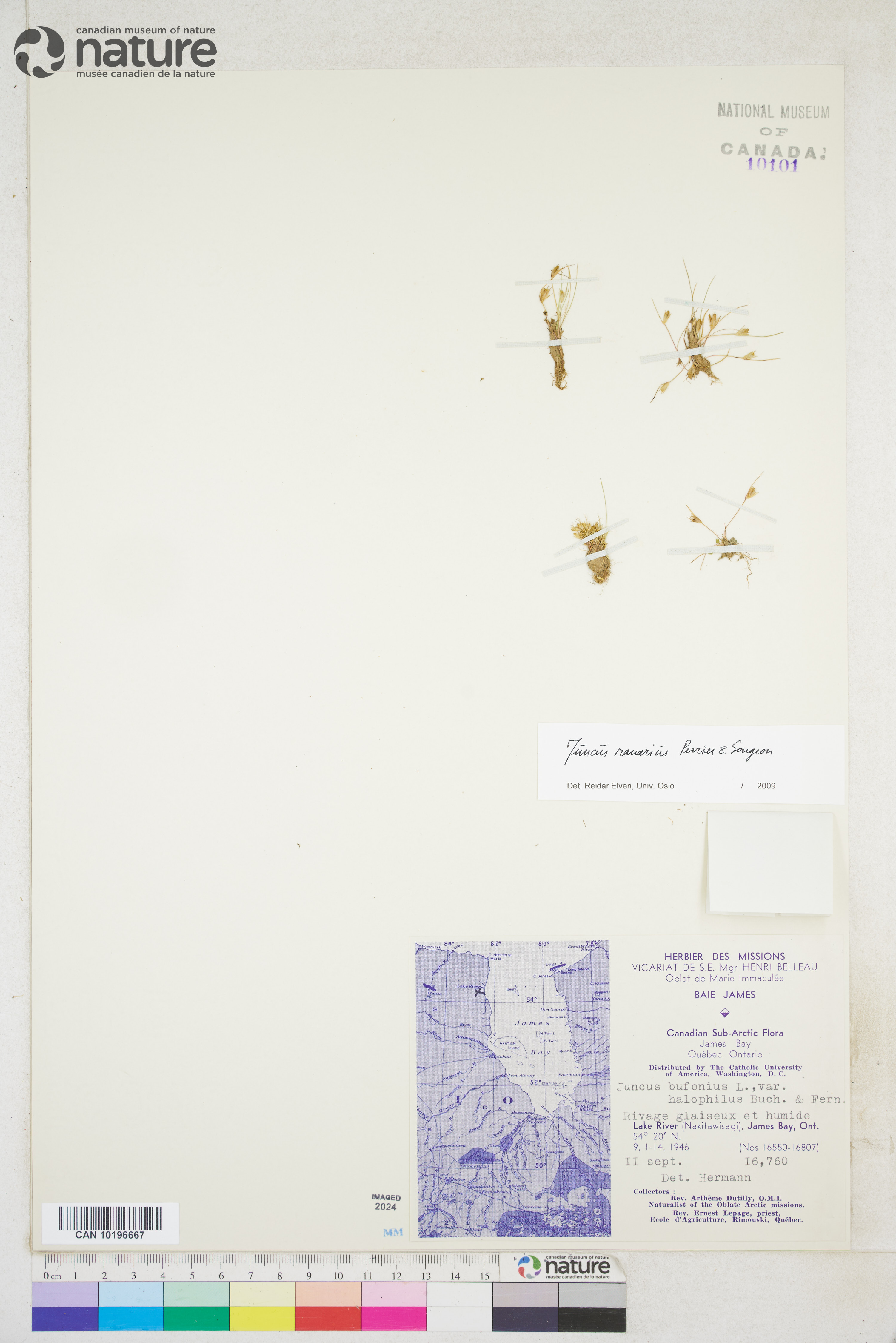 Juncus ambiguus image