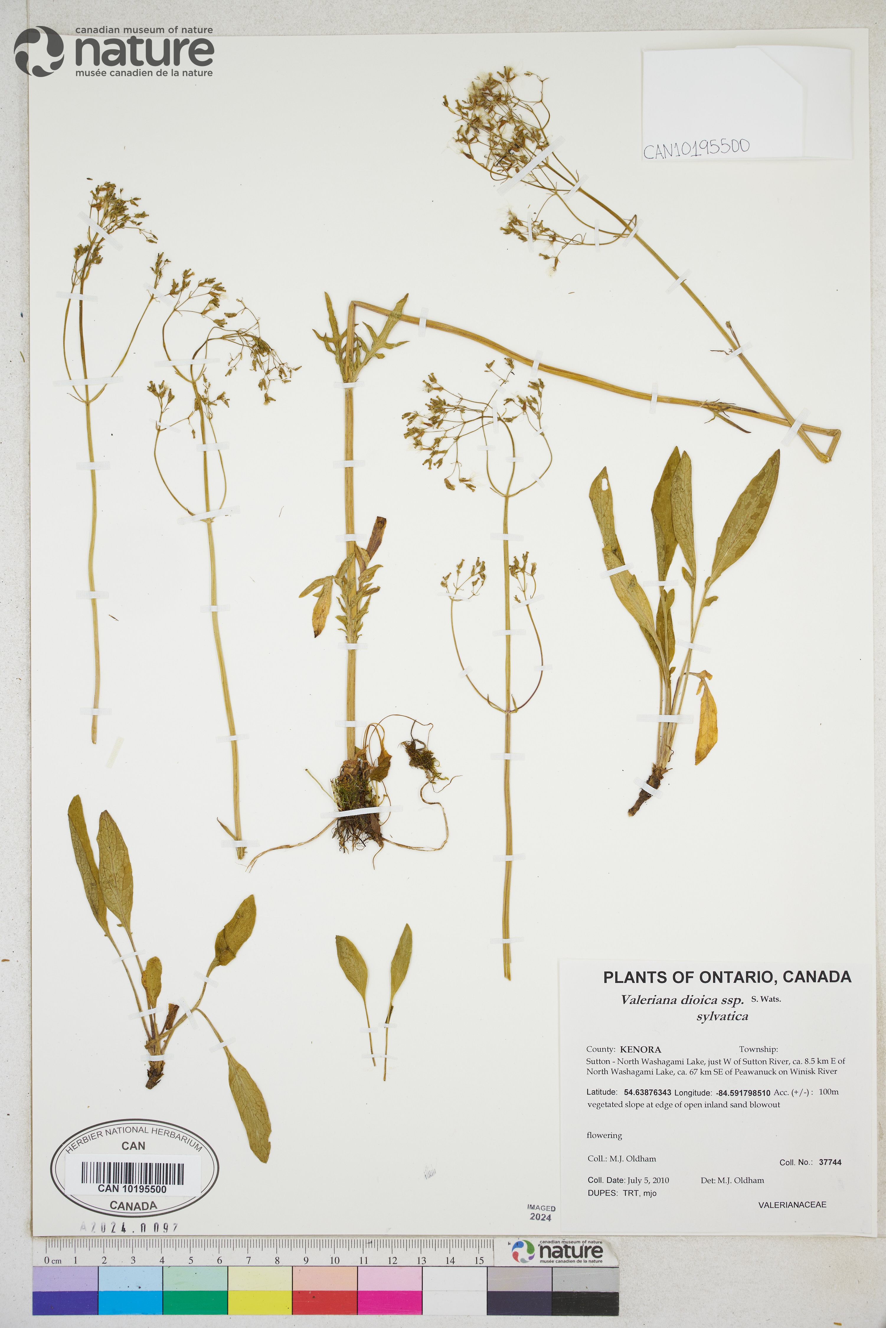 Valeriana dioica subsp. sylvatica image