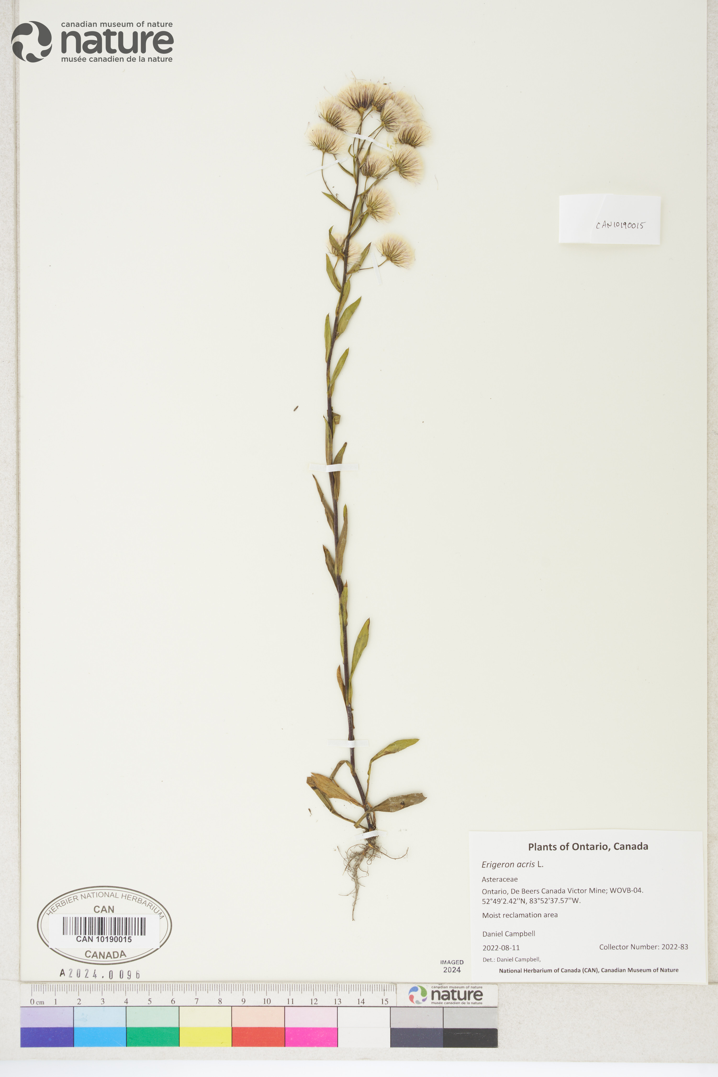 Erigeron acris image