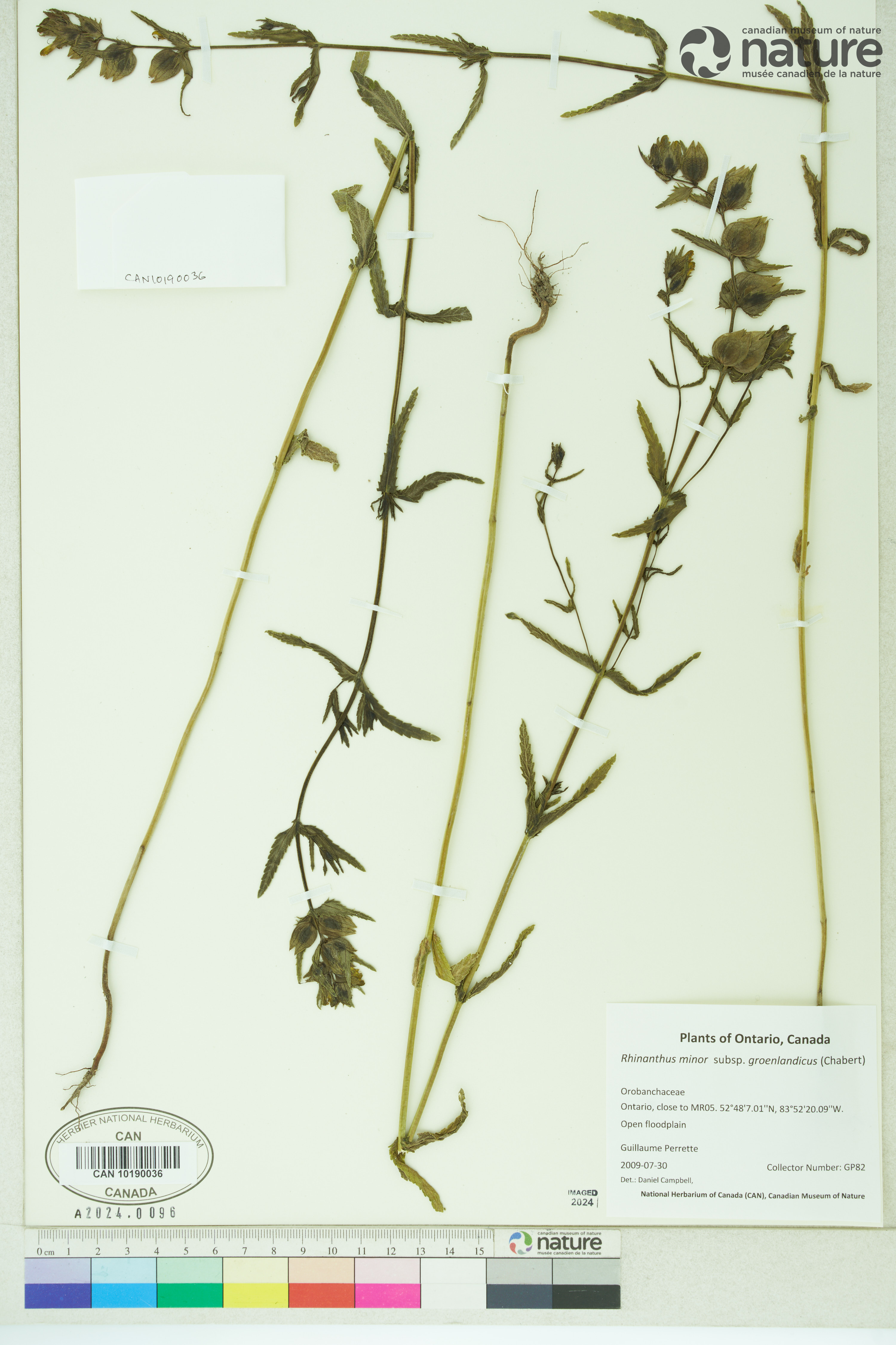 Rhinanthus minor image