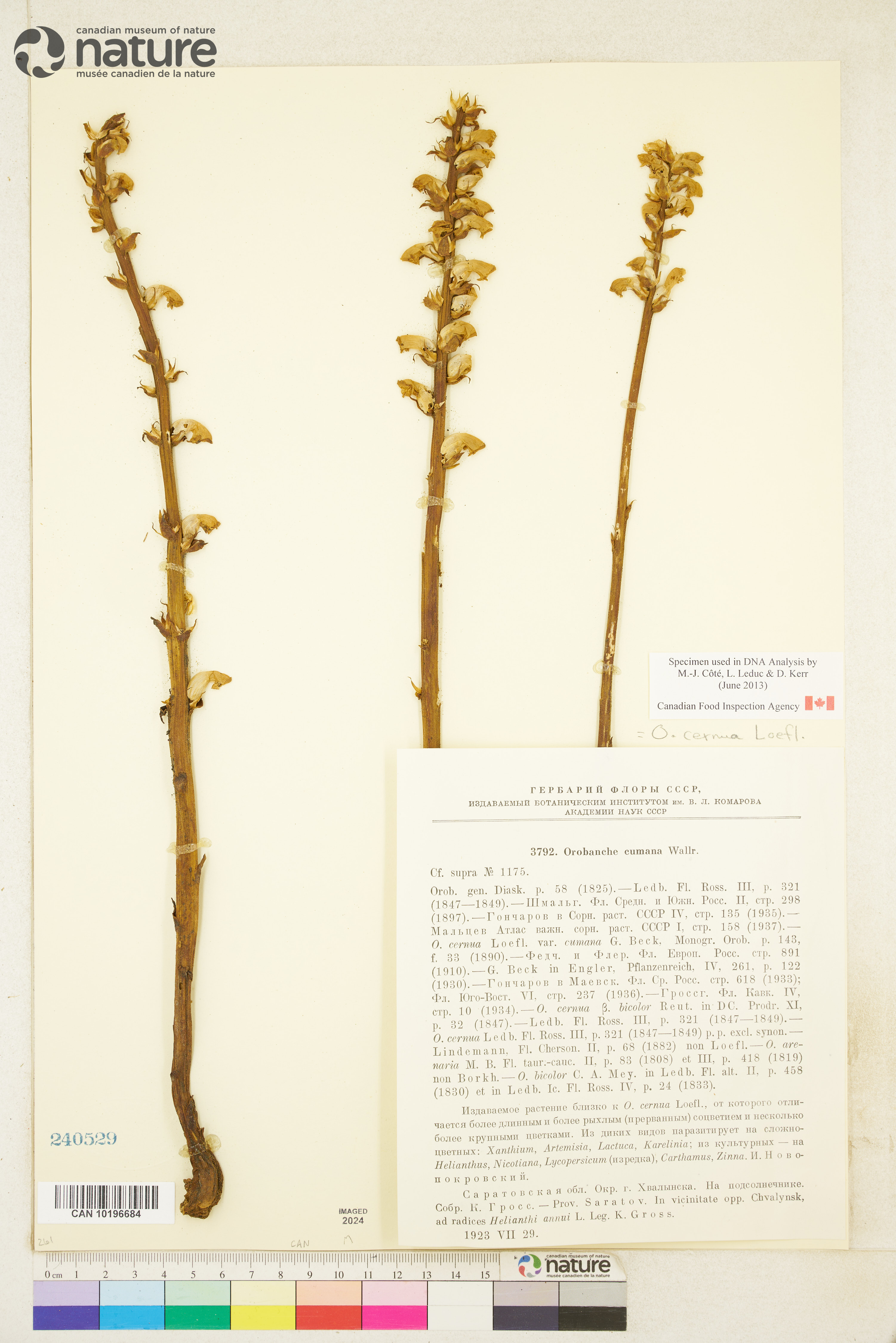 Orobanche cernua image
