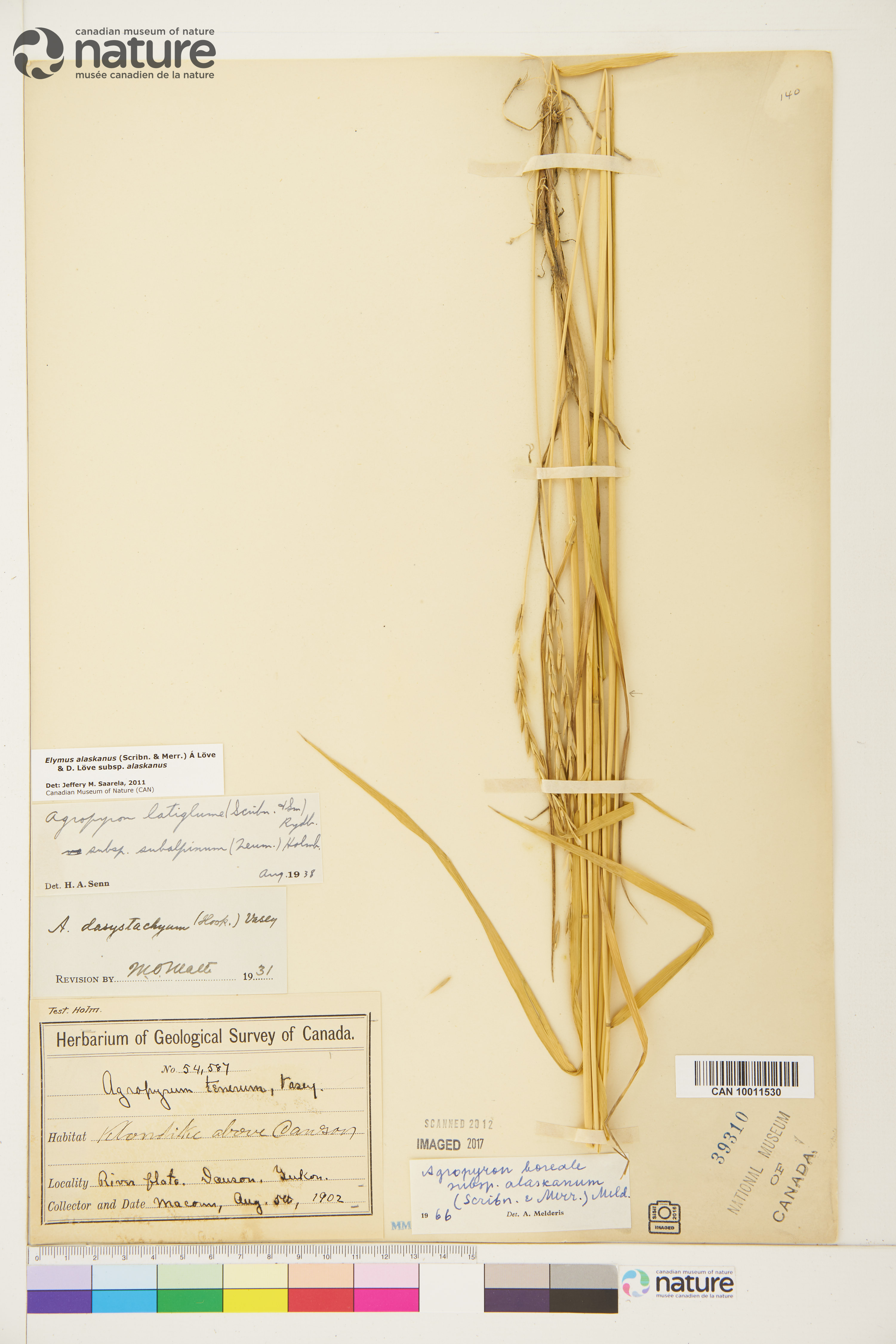 Elymus alaskanus subsp. alaskanus image