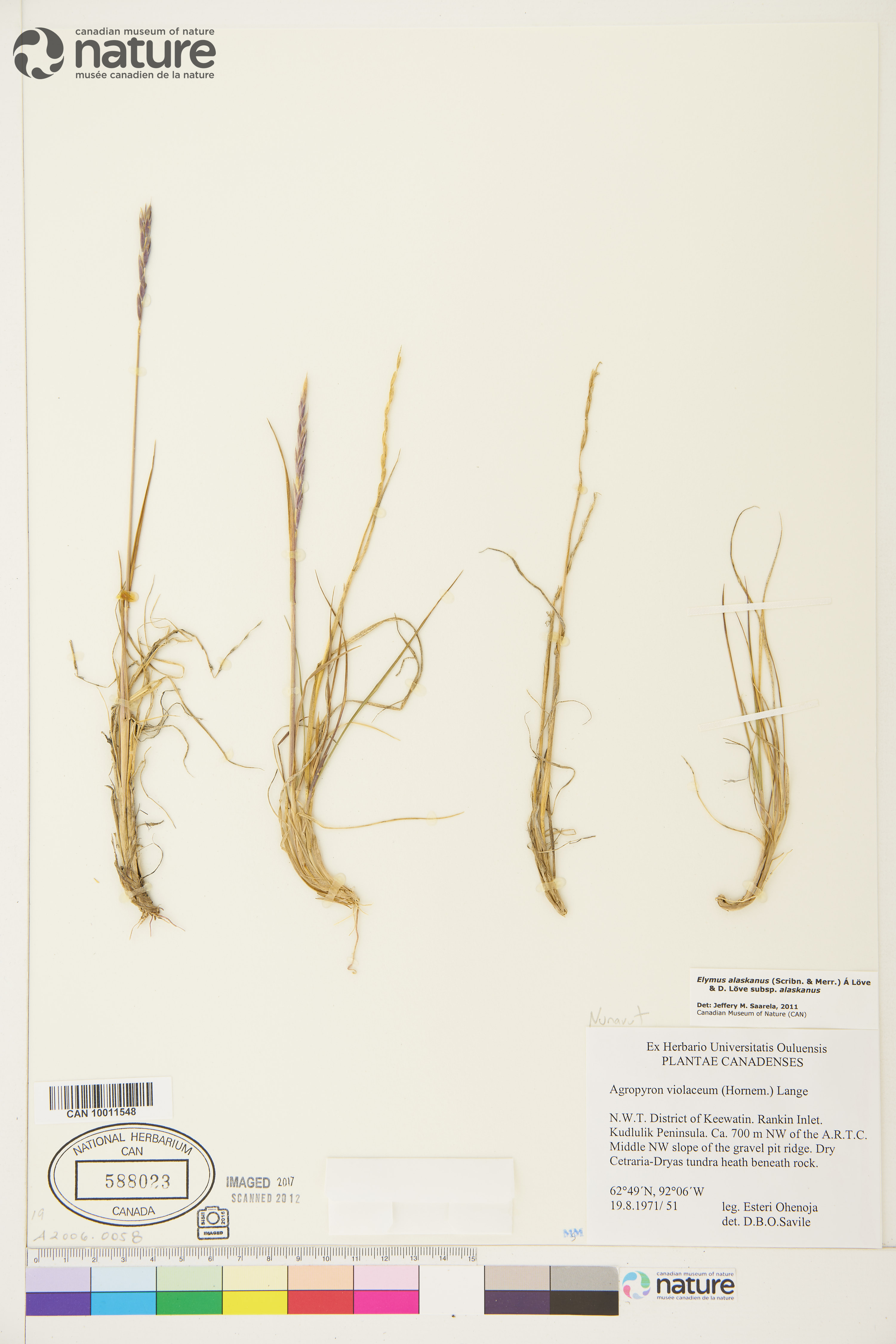 Elymus alaskanus subsp. alaskanus image