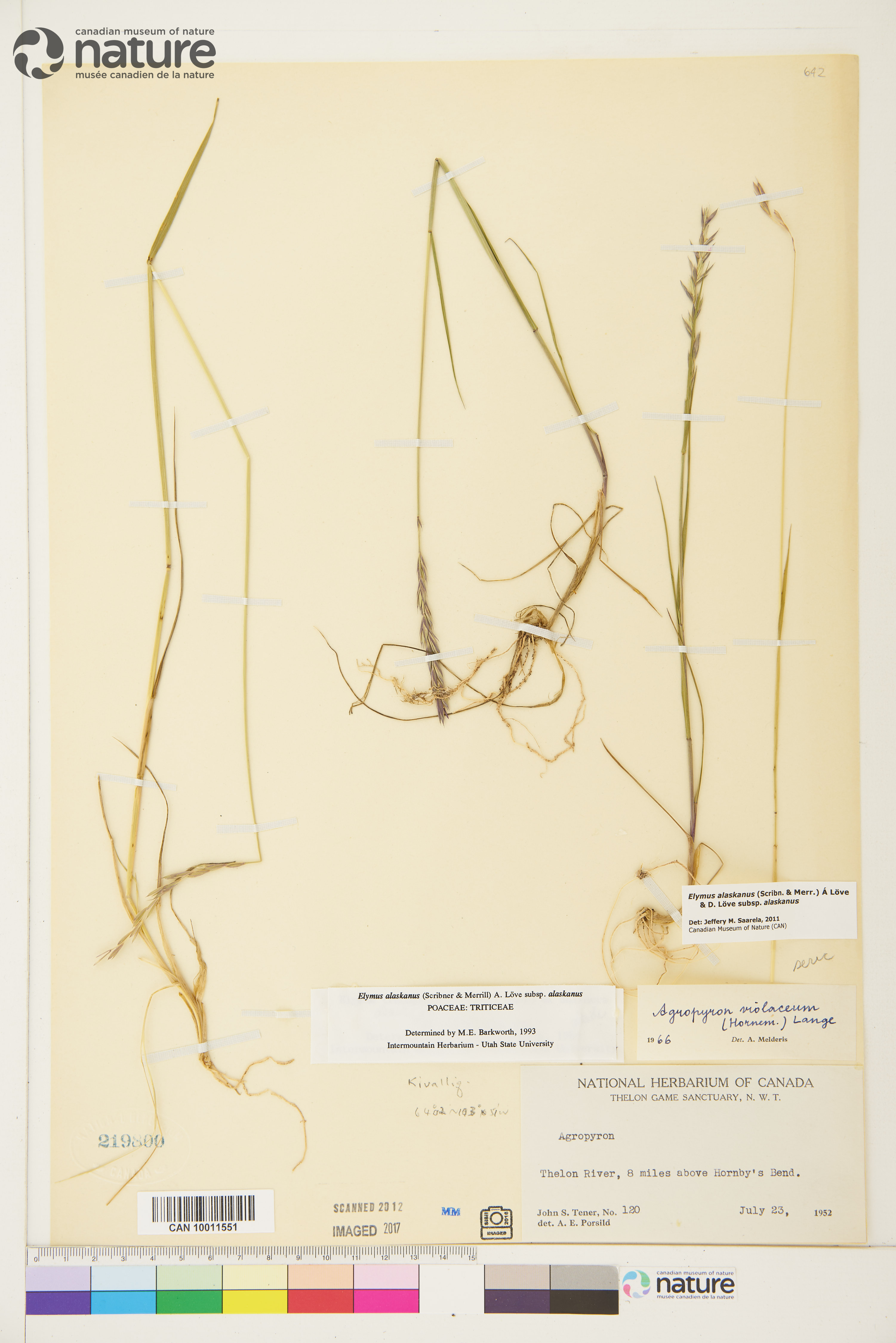 Elymus alaskanus image