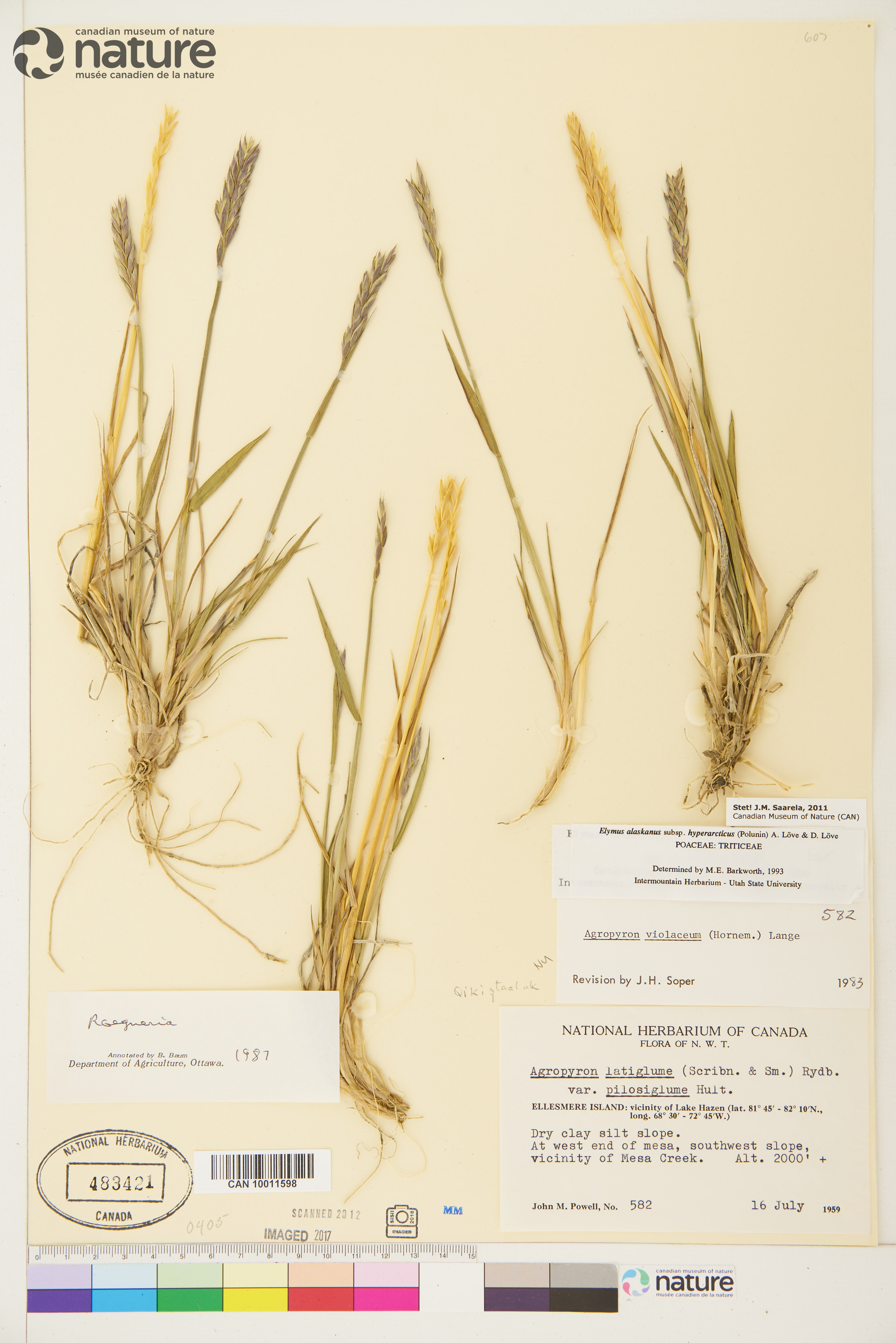 Elymus alaskanus subsp. hyperarcticus image
