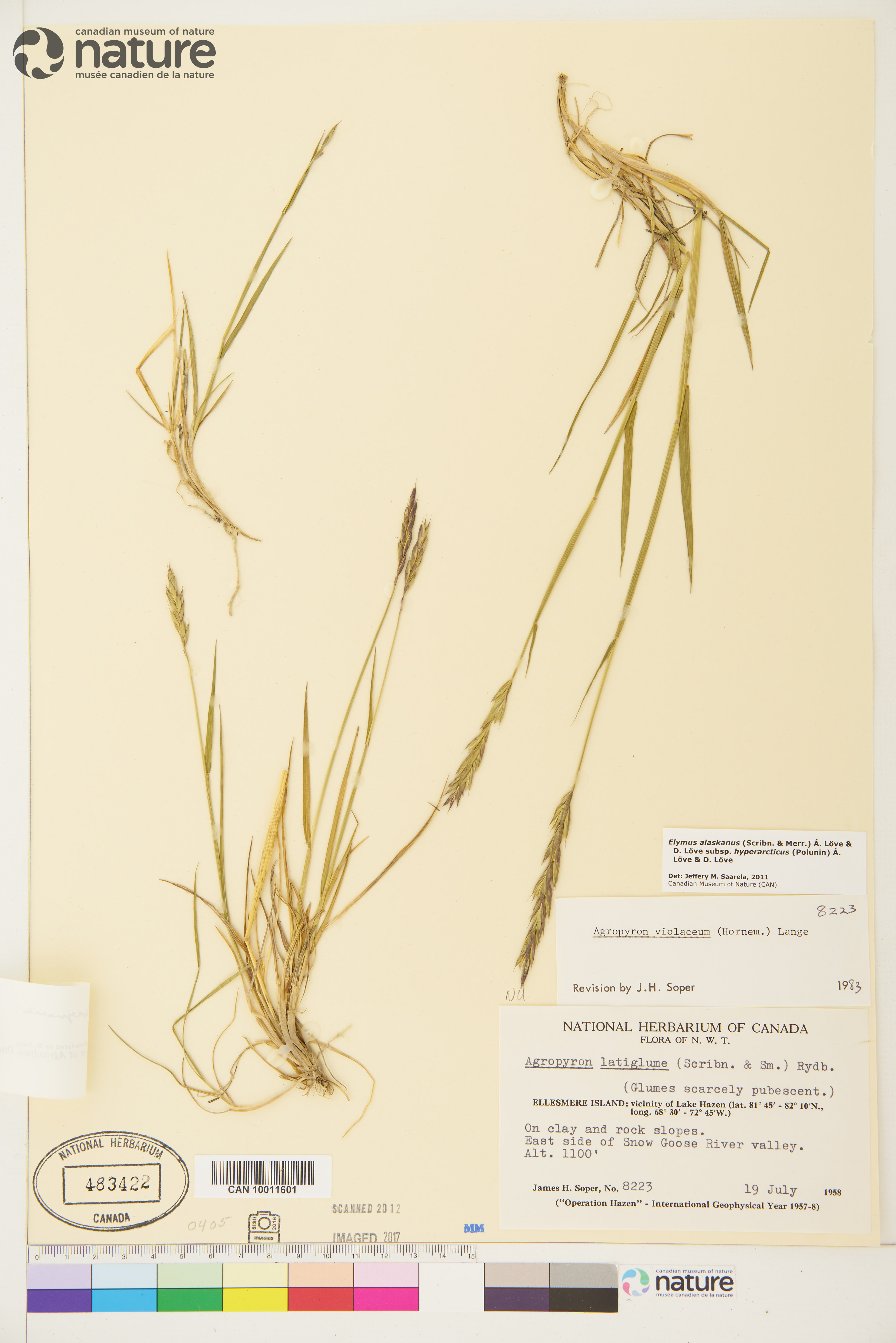 Elymus alaskanus subsp. hyperarcticus image