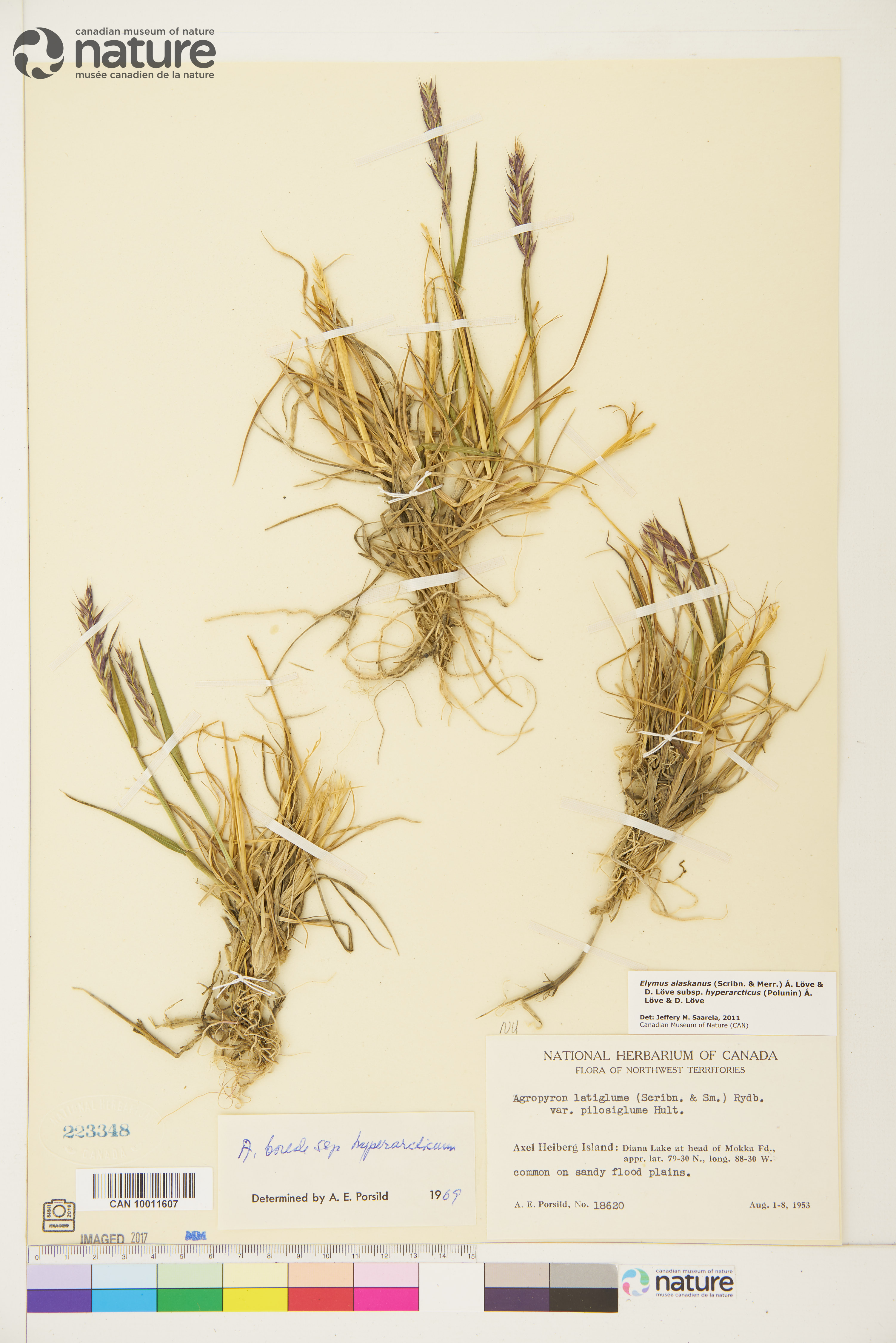 Elymus alaskanus subsp. hyperarcticus image